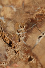 ペトリファイドウッド プレート |  Petrified Wood Plate ◇ 天然石・鉱物・パワーストーン | st00408