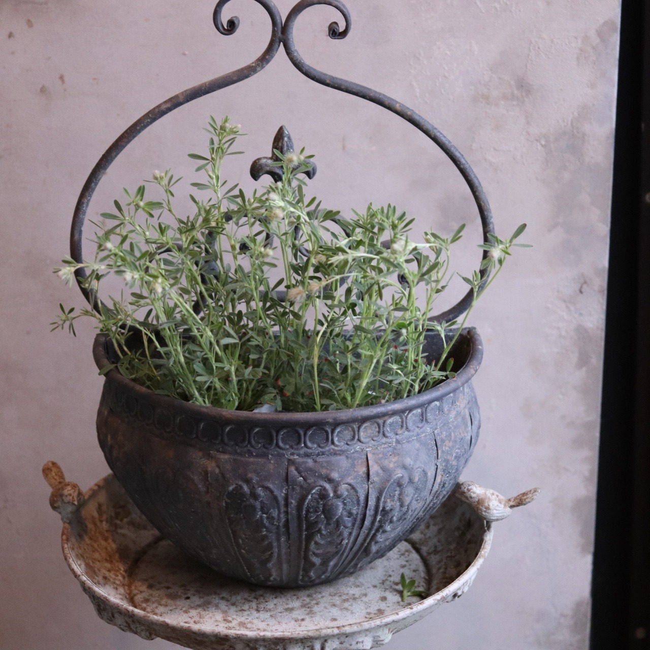 mondimanche リーフ　トリフォリウム　バーニーズ｜切花にも使えるオシャレなお花　ナチュラルな寄せ植えにオススメ