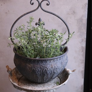 mondimanche リーフ　トリフォリウム　バーニーズ｜切花にも使えるオシャレなお花　ナチュラルな寄せ植えにオススメ