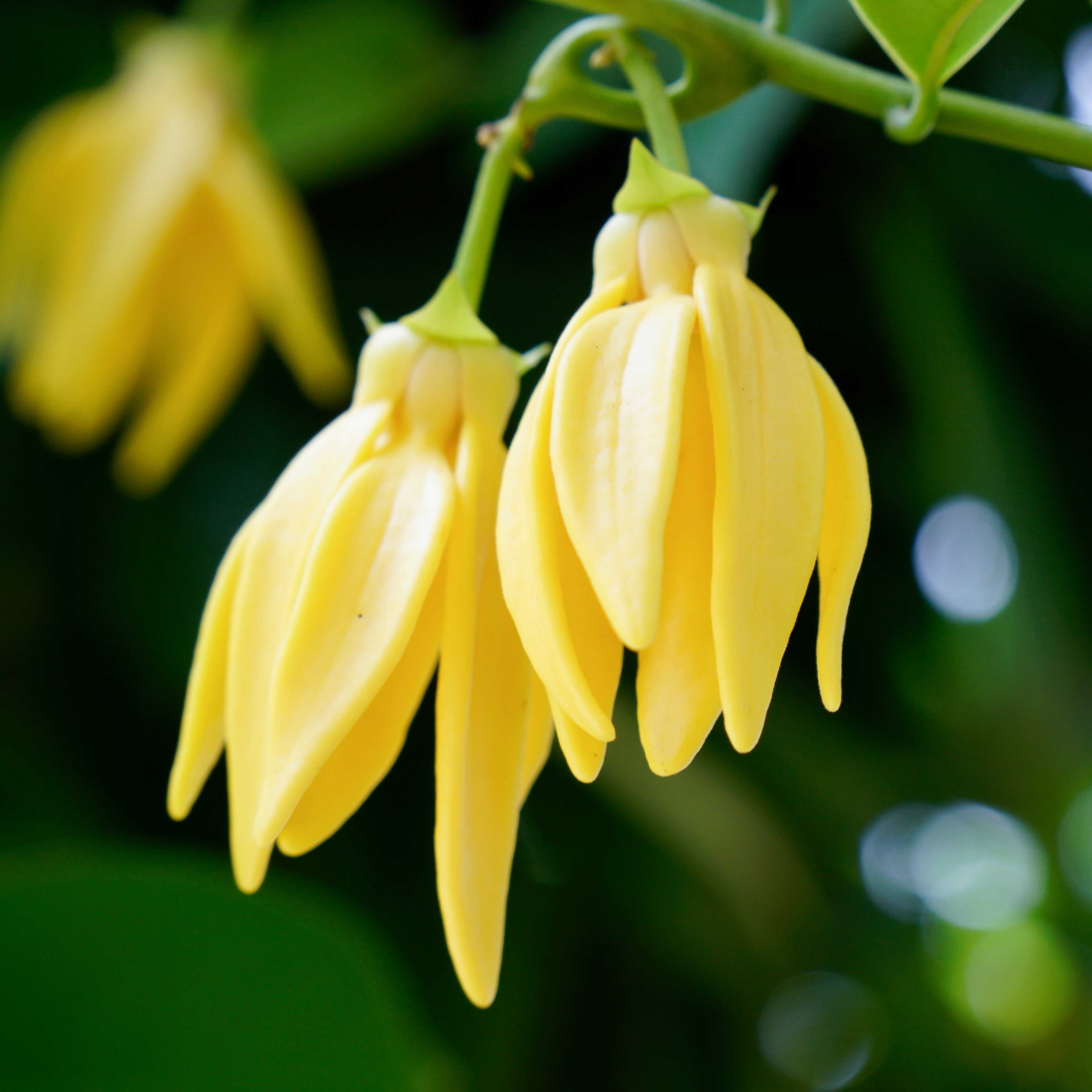 在庫あり｜ゼラニウム(エジプト)精油 - 15ml | WOTEアロマ精油