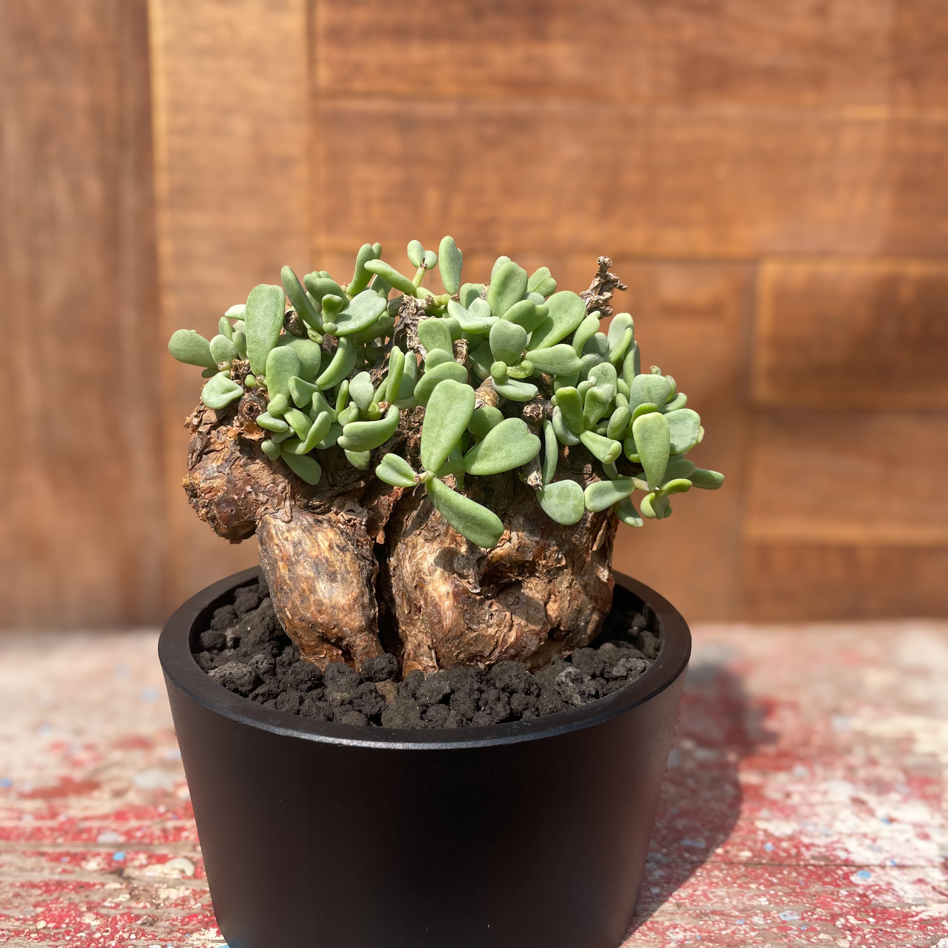 ケラリア ピグマエア 雄株雌株セット 種子10個おまけ付き 【公式通販】