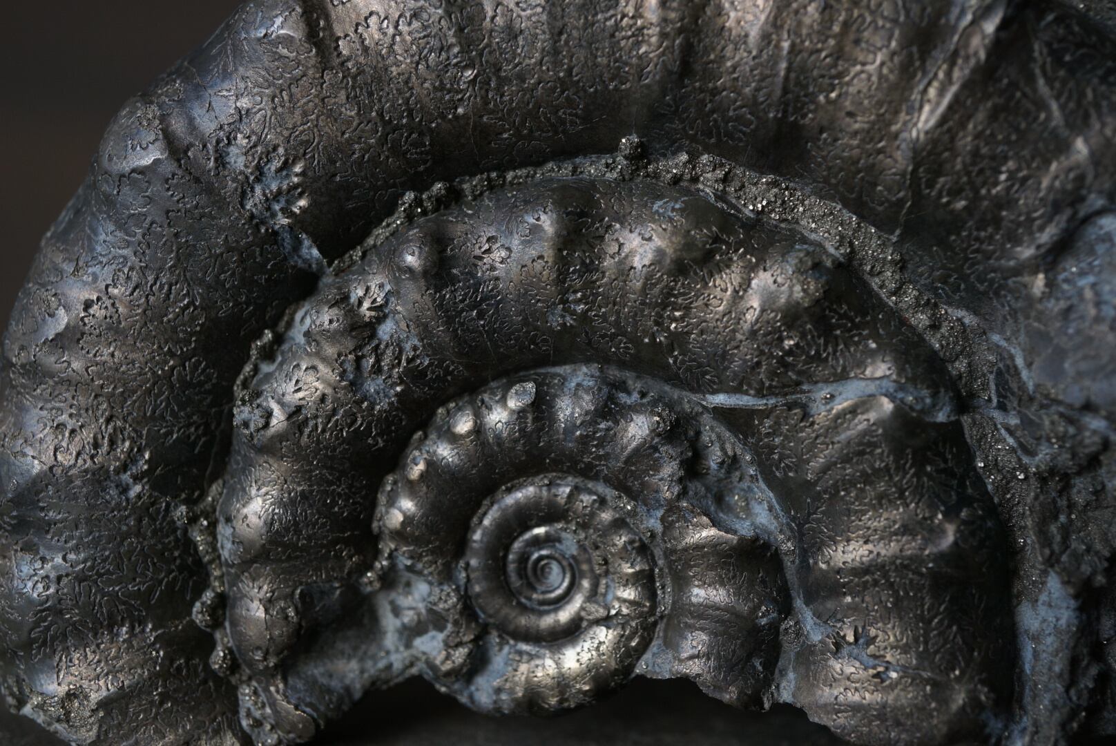イギリス産黄鉄鉱化アンモナイト Pyritized Ammonite 1895 | 叙景 jokei
