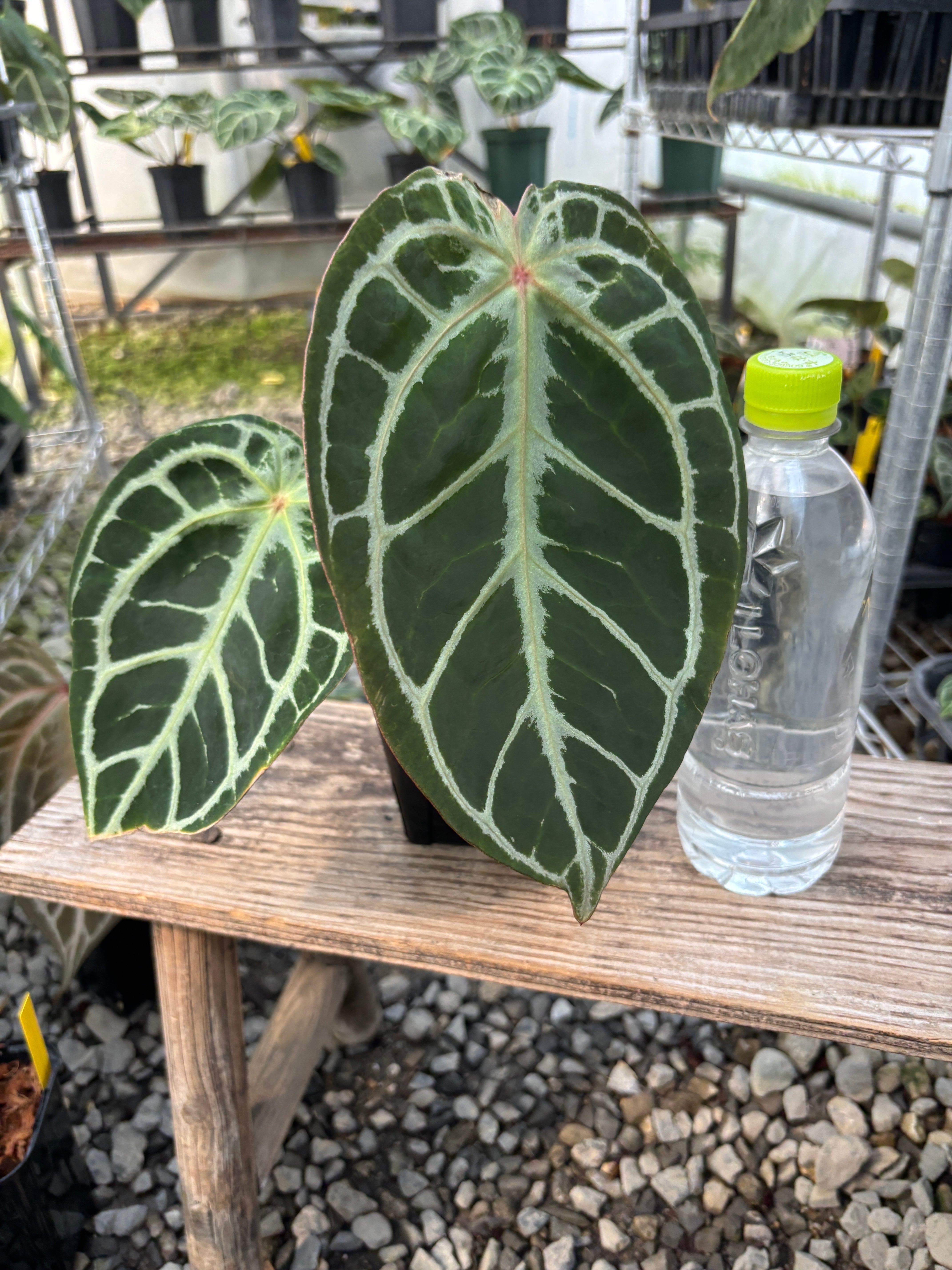 Anthurium | BALI-AN 園芸