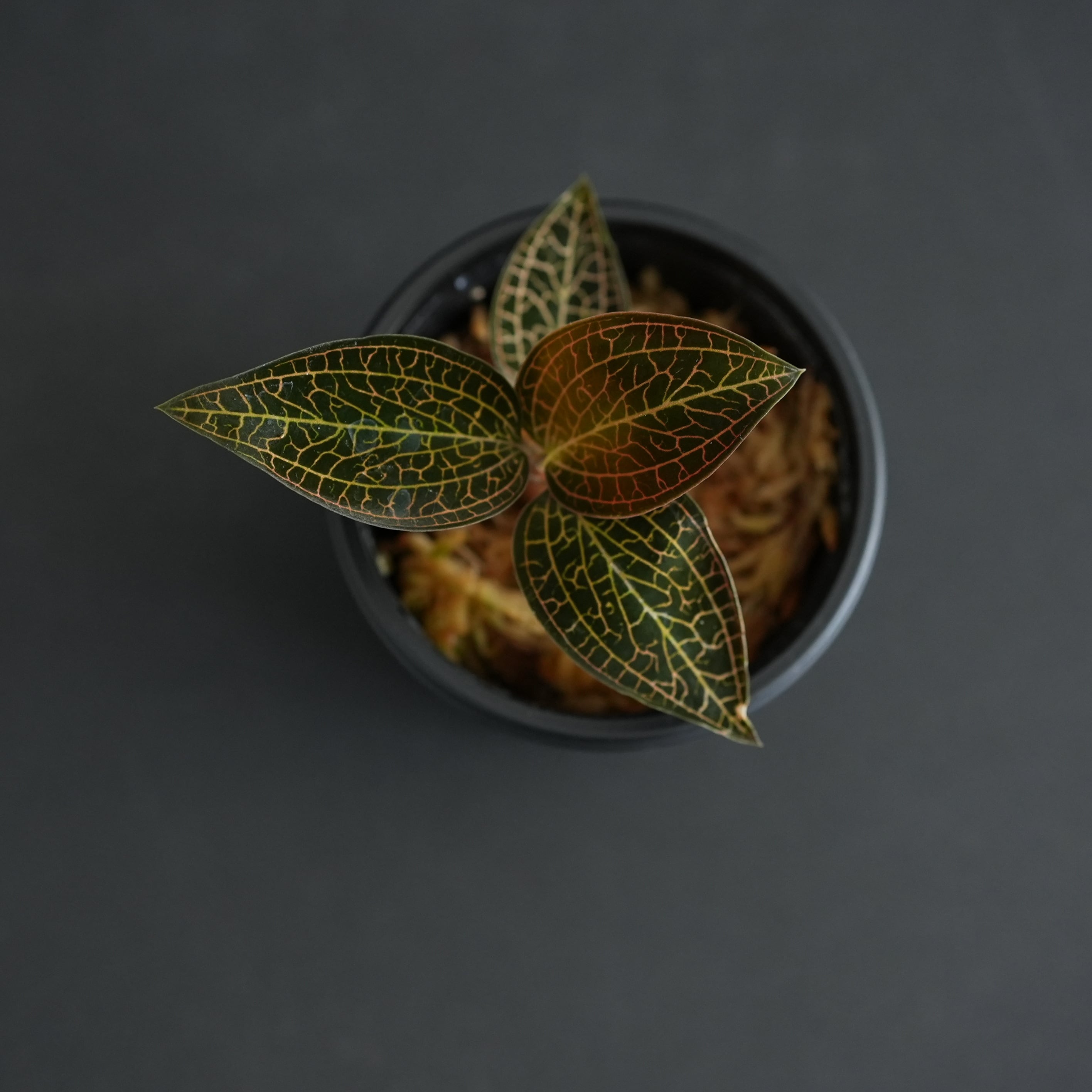 ◇現品◇アネクトキルス トリデンタタス【ジュエルオーキッド宝石蘭