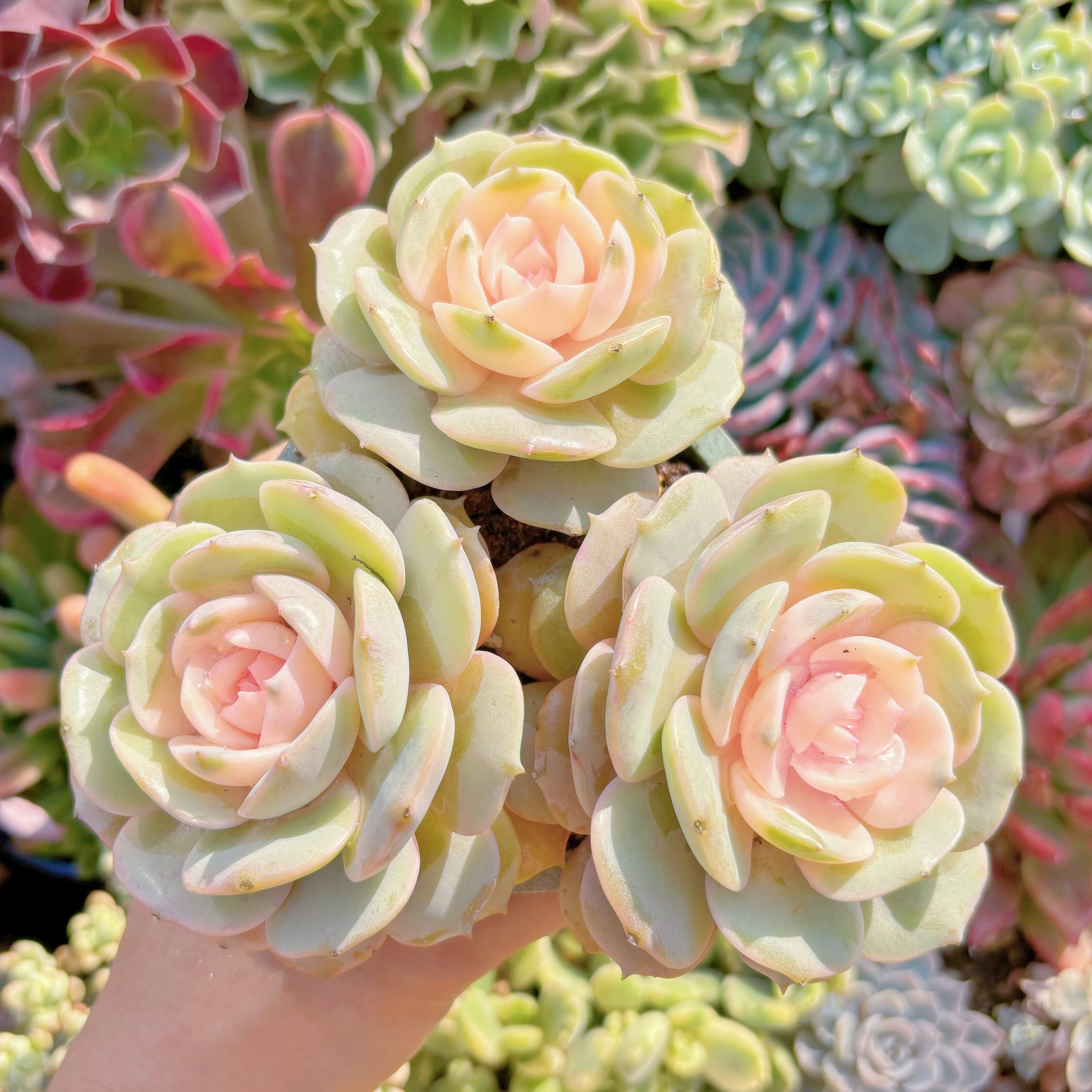 現品　ローラ錦#1004　群生　るる農園