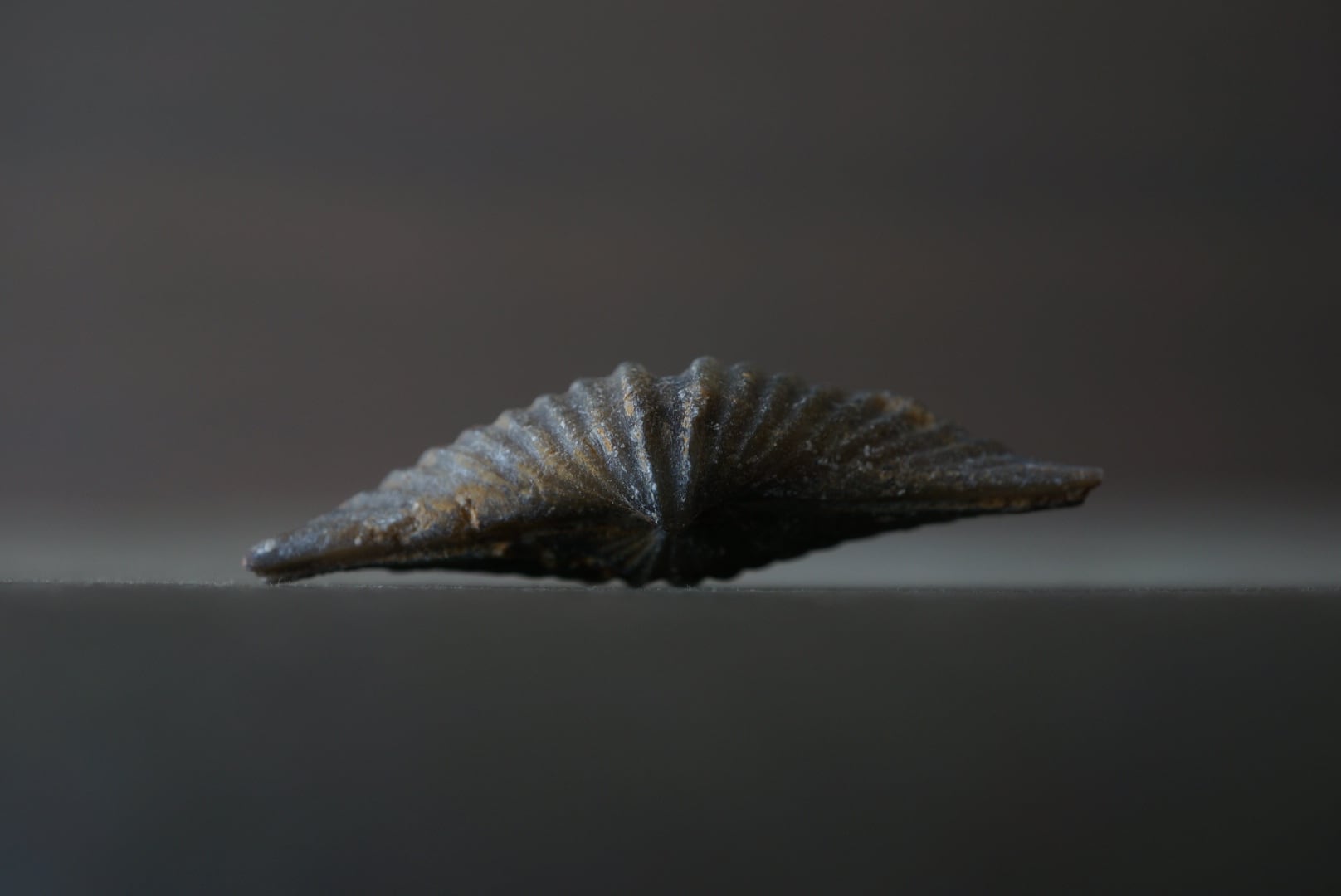 カナダ産腕足類化石 Mucrospirifer sp. 1605 | 叙景 jokei