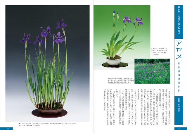 中さんのなかなかイイでしょ草もの盆栽 栃の葉書房