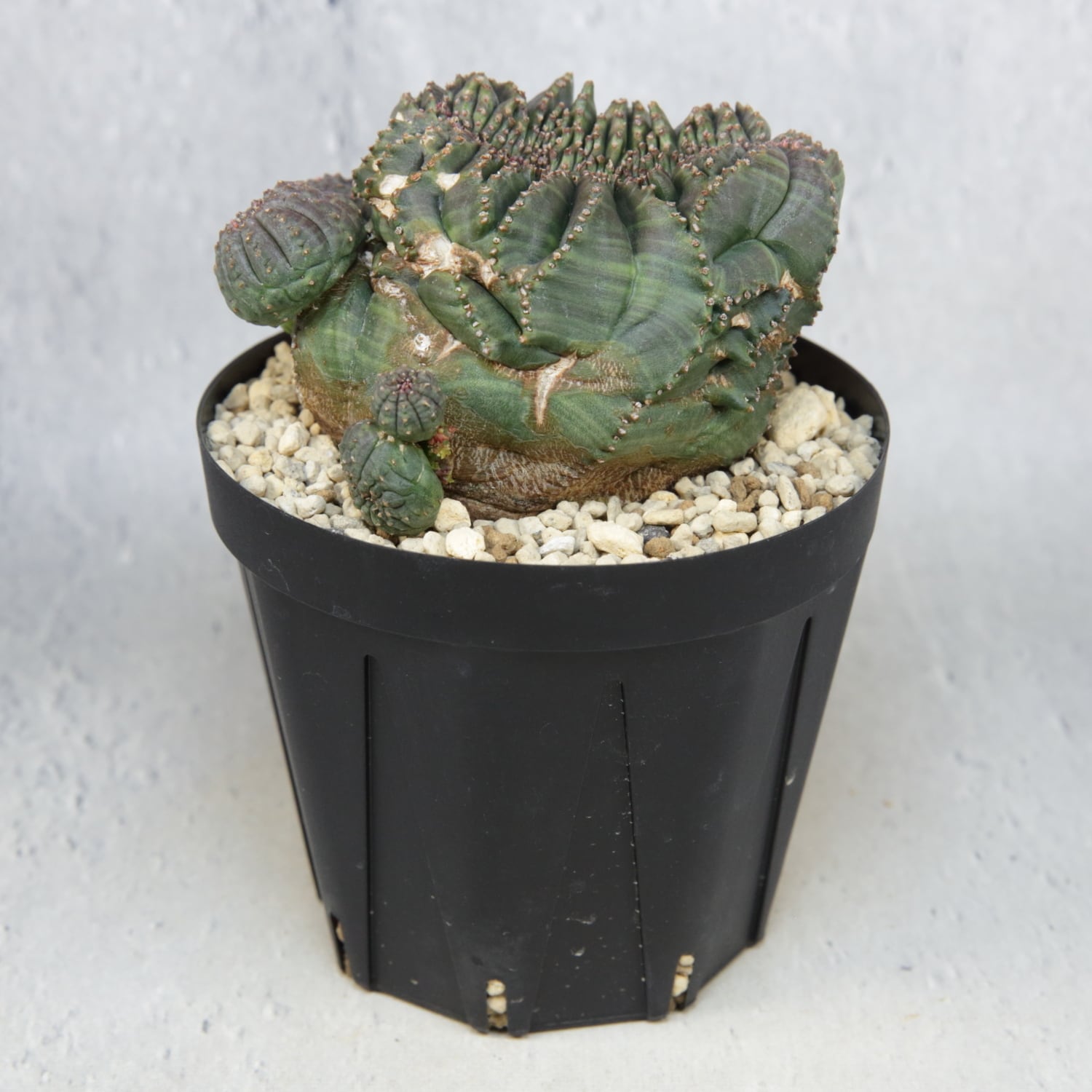 超厳選株】大株 最大幅約9.6cm 仔吹き 円扇綴化 オベサ