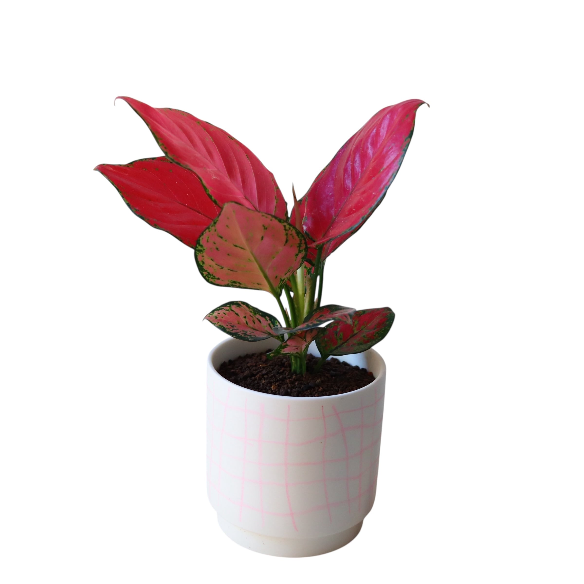 希少 アロカシア オーレアバリエガータ 希少 アロカシア オーレアバリエガータ 極希少】アロカシア オーレア