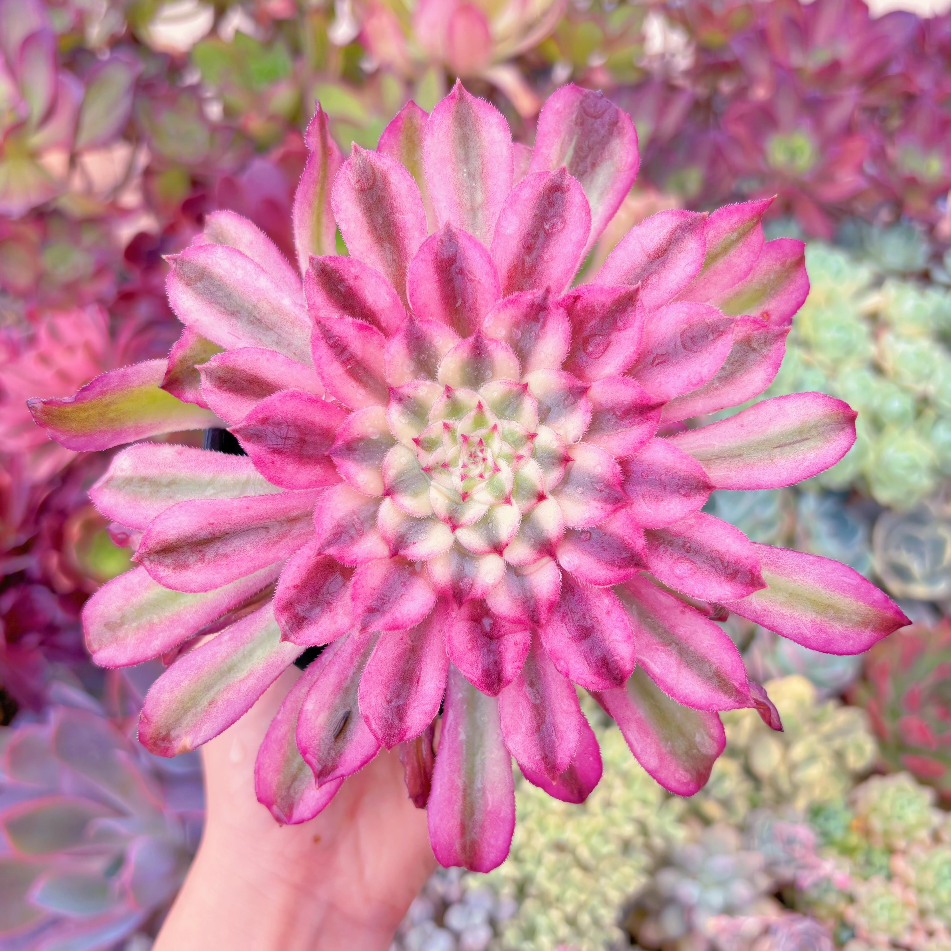 現物　墨仙#269　るる農園