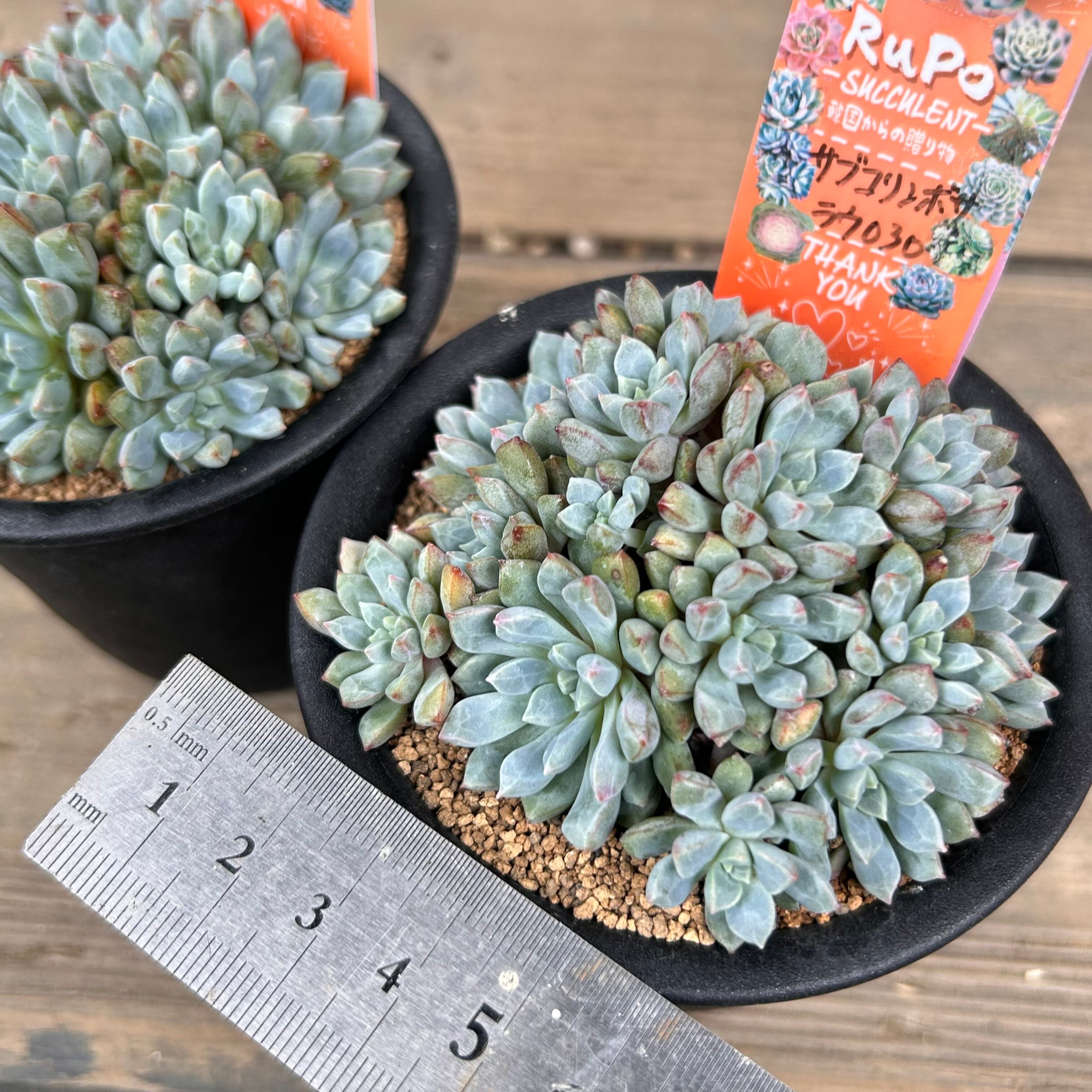 札付き　ラウ030 × ケッセルリンギアナ　エケベリ屋（つぶつぶ屋）さん苗 札付き ラウ030 × ケッセルリンギアナ エケベリ屋（つぶつぶ屋）さん苗