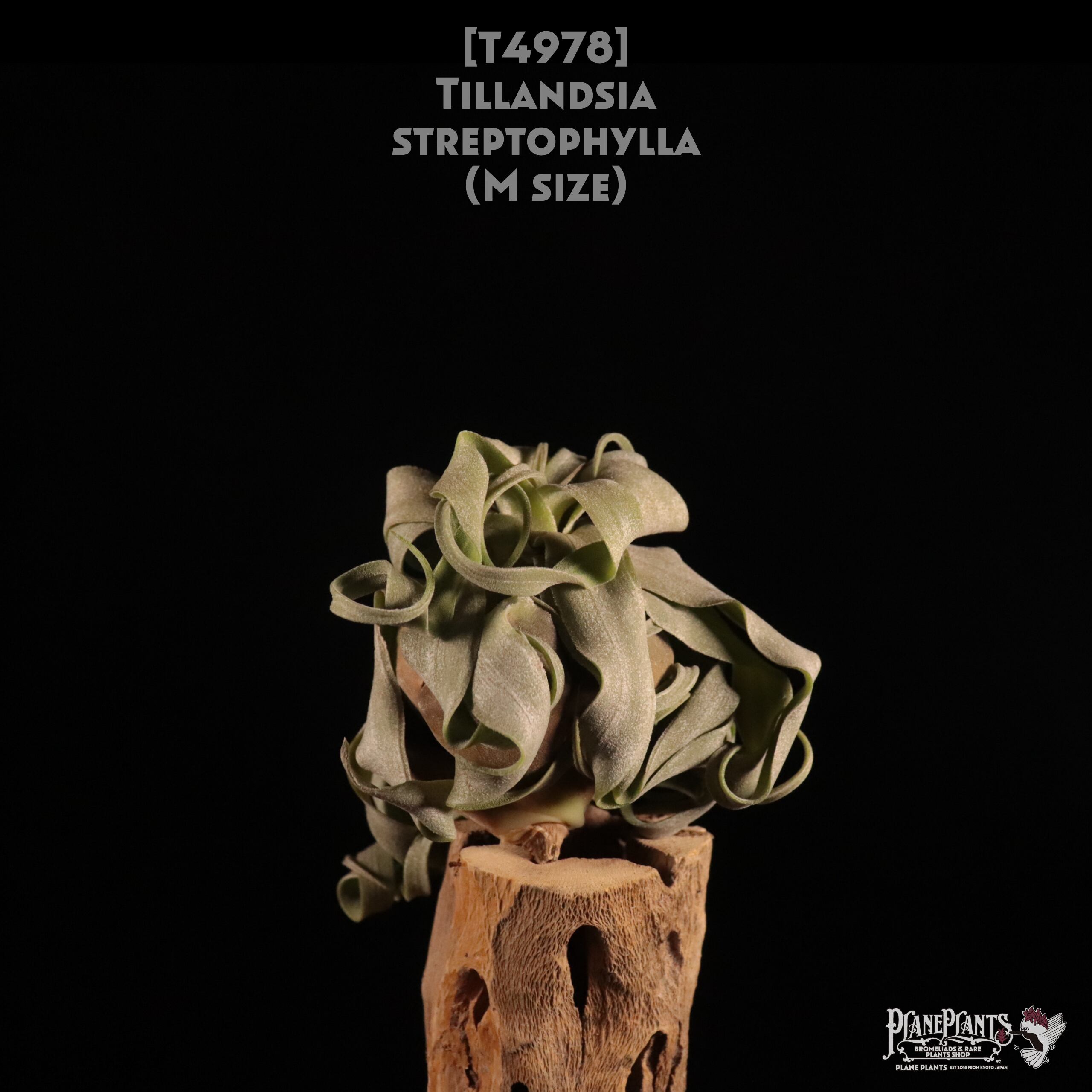 【送料無料】streptophylla M〔エアプランツ〕現品発送T4978