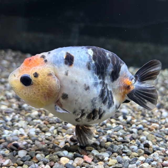 江戸錦　９ｃｍ