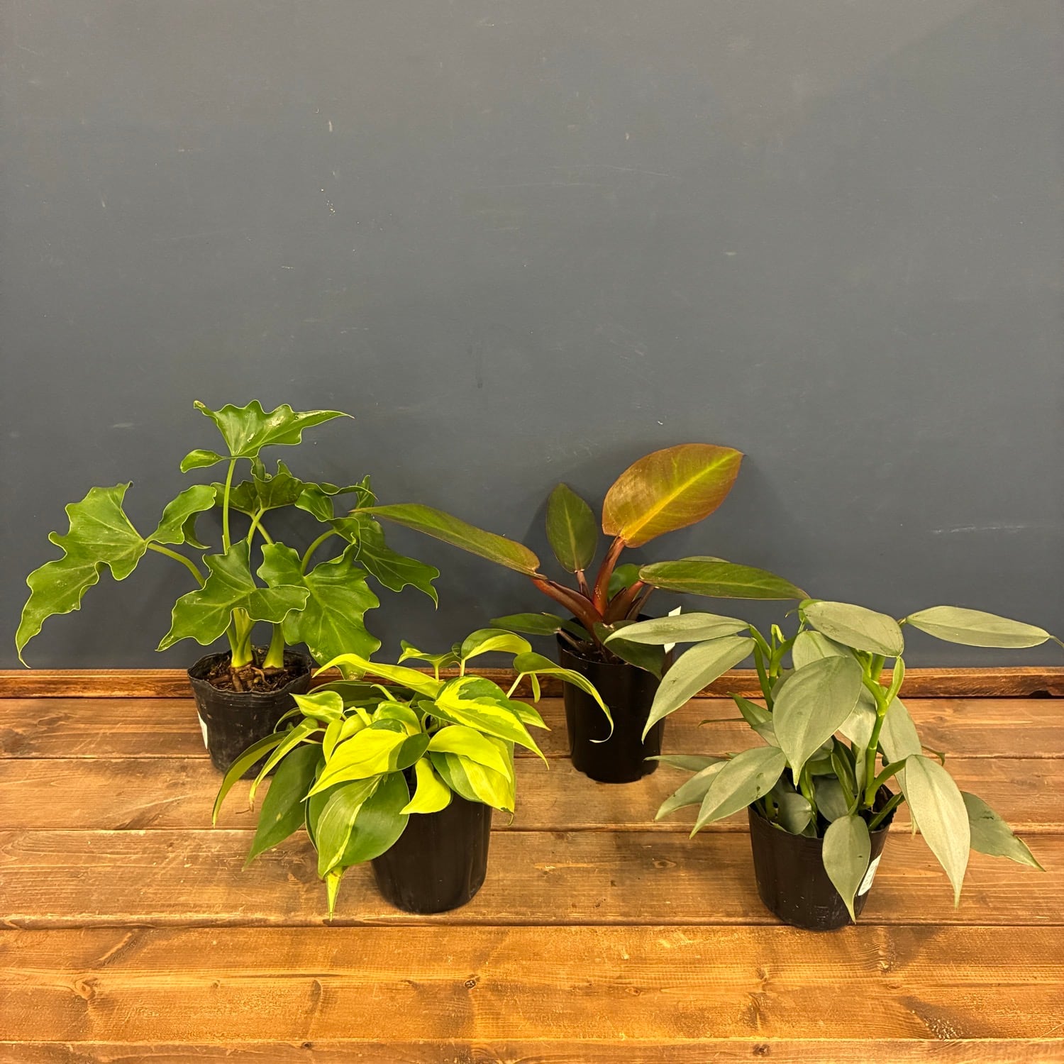 観葉植物 | PROTOLEAF プロトリーフ