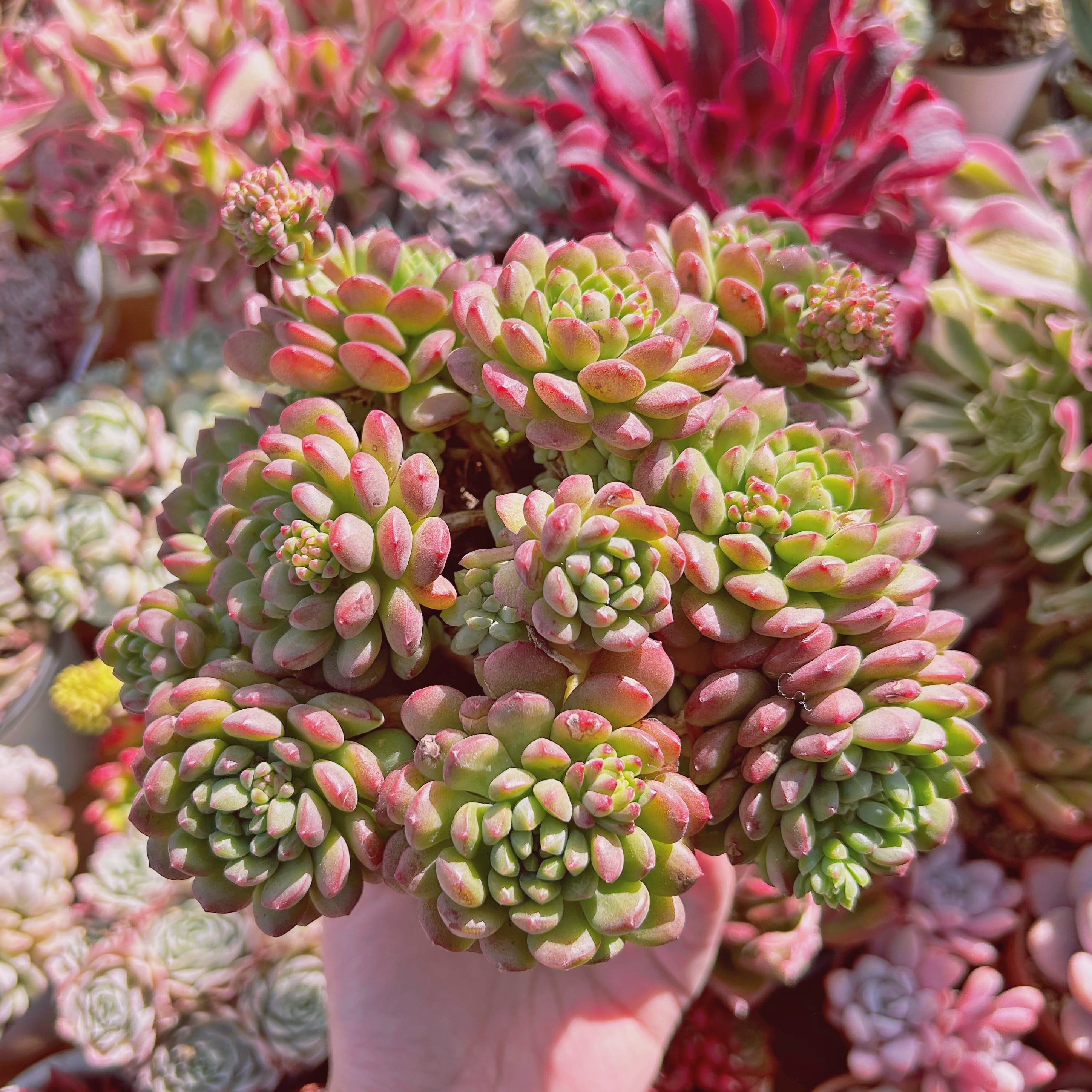 #518現物　多肉植物　sedum  新品種　コルネット　特特大