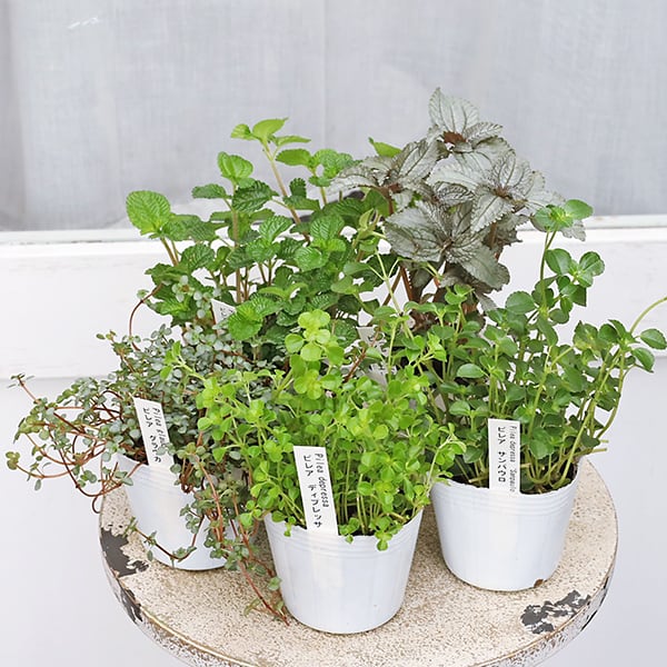 雪兎 斑入りサンデルシー 希少 斑入りスイカぺぺ ぺぺロミア 観葉植物