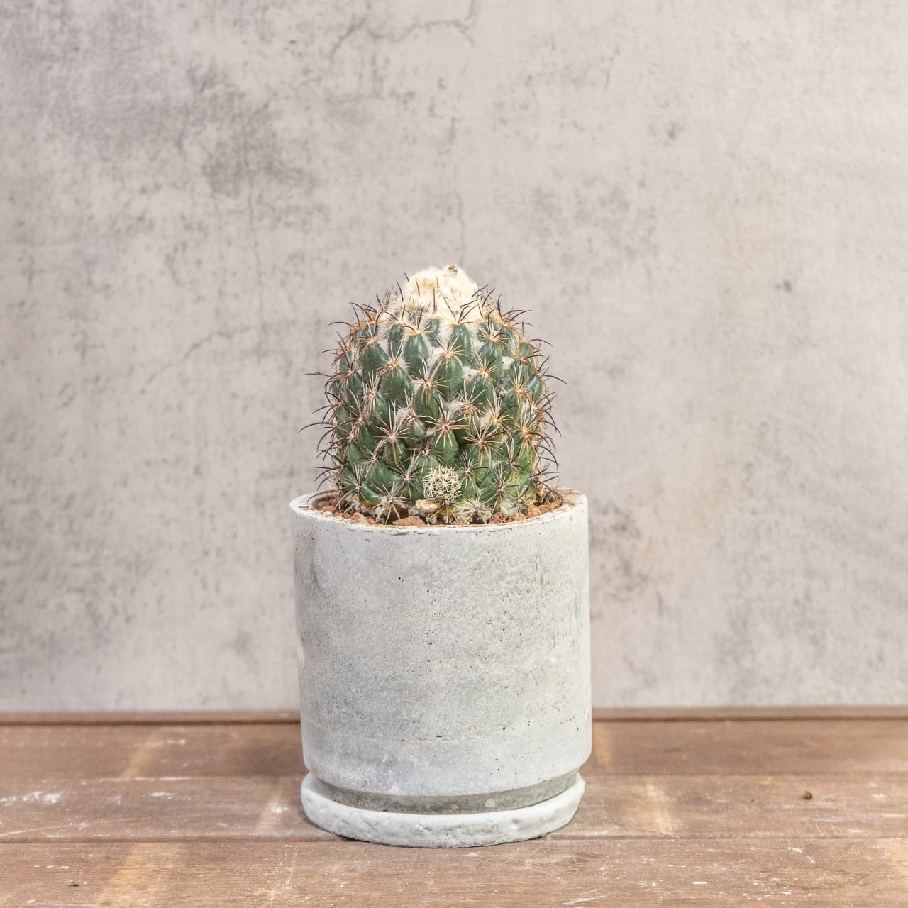 サボテン コリファンタ 金環蝕 荒々しい刺と頂部の綿毛が魅力 一株ごとの厳選仕入れ 手づくりモルタル鉢 観葉植物｜虫発生抑制（全国一律送料850円）