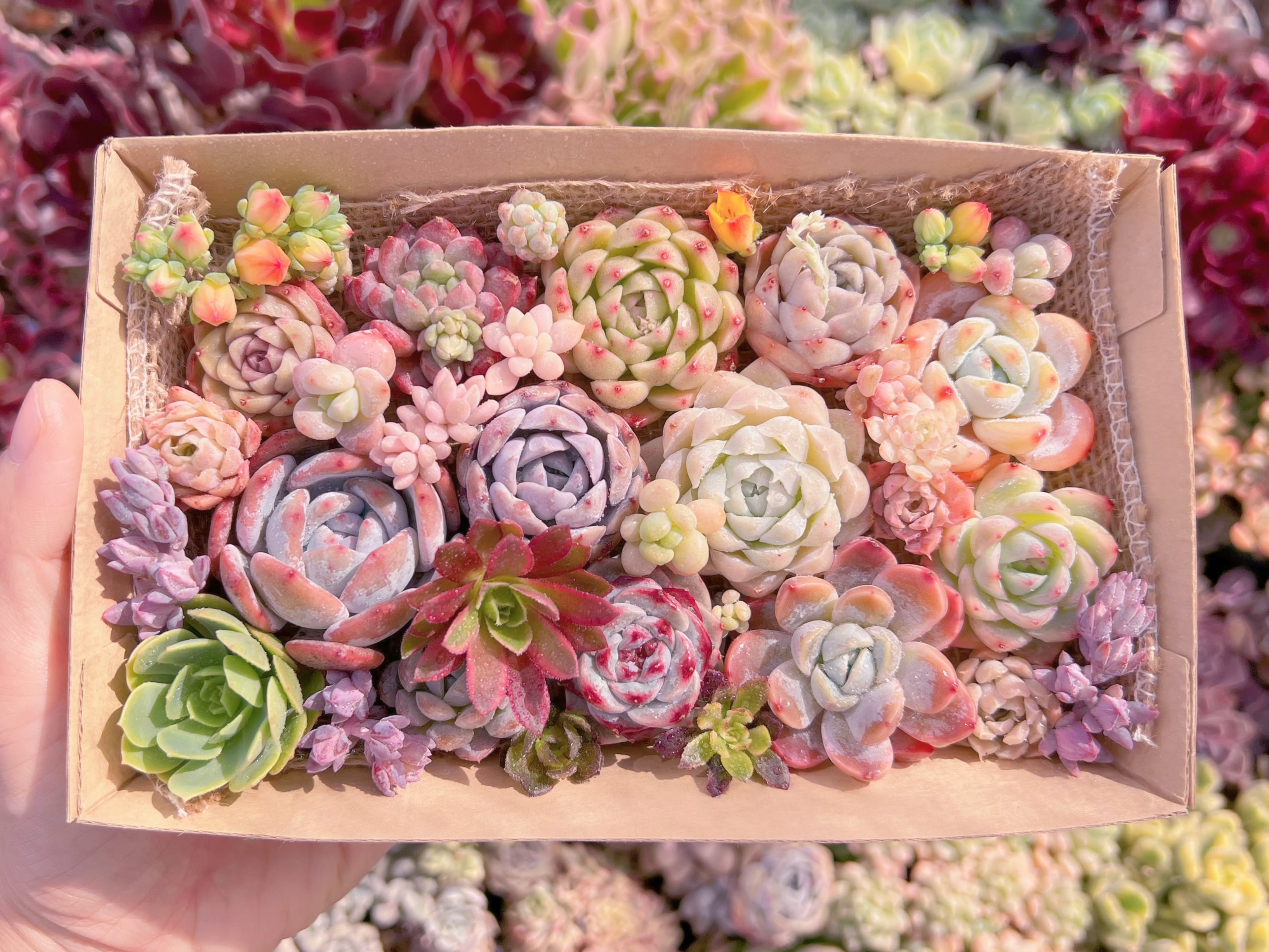 現品　寄せ植えセット#915　12cmx20cm　るる農園