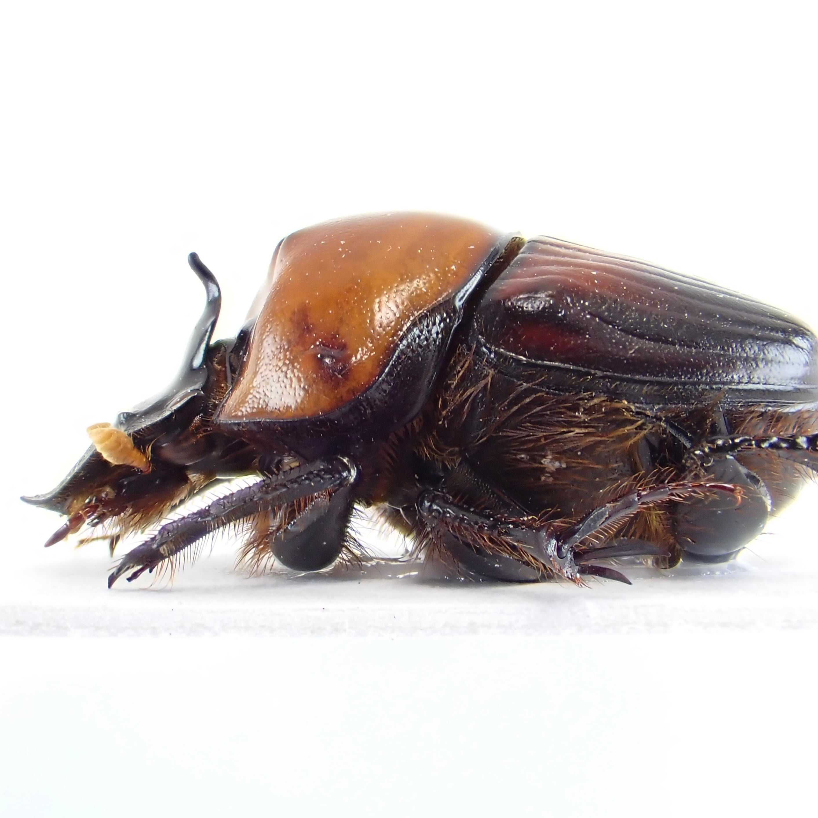 ベトナム産 Onthophagus rubricollis ♂ 17mm | 昆虫標本 Diggers