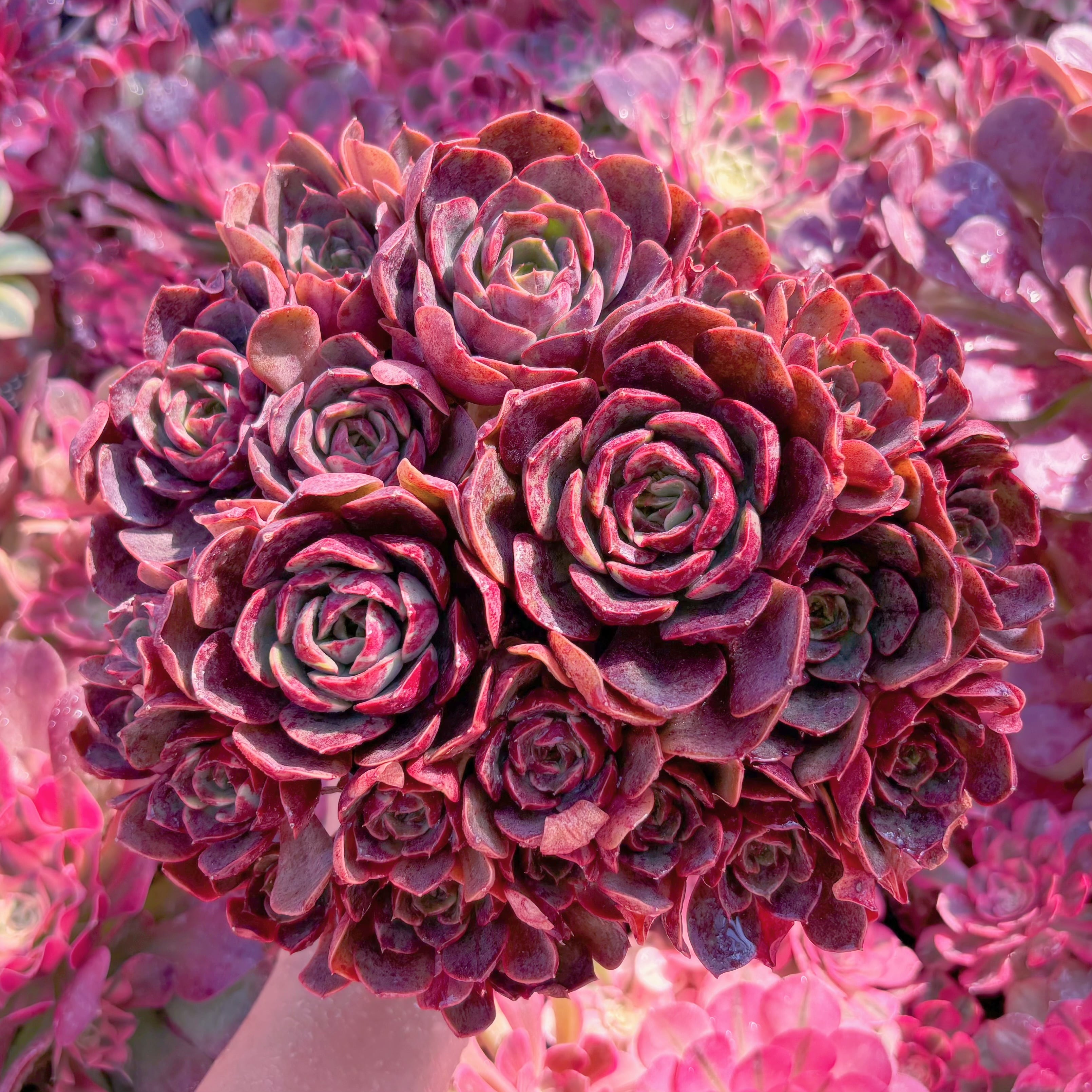 現品　klaus rose#K106　特大群生　美苗　希少　新入荷　るる農園