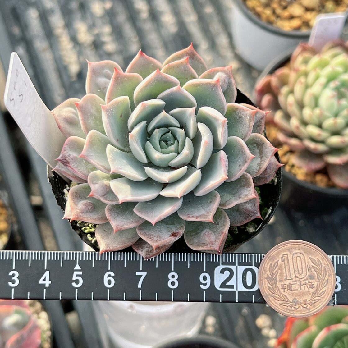 ユキユリG72-3 105苗 多肉植物 エケベリア レア種 韓国苗 サボテン F46 