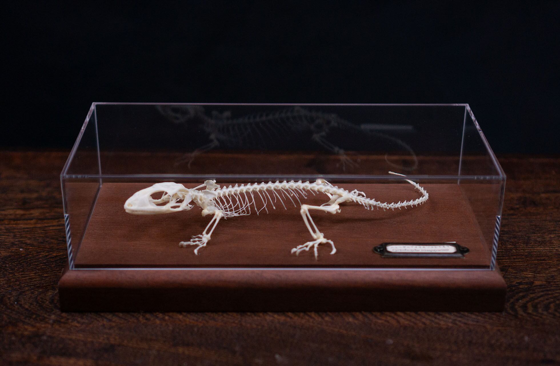 ニューギニアオオホソユビヤモリの全身骨格標本 | 骨屋