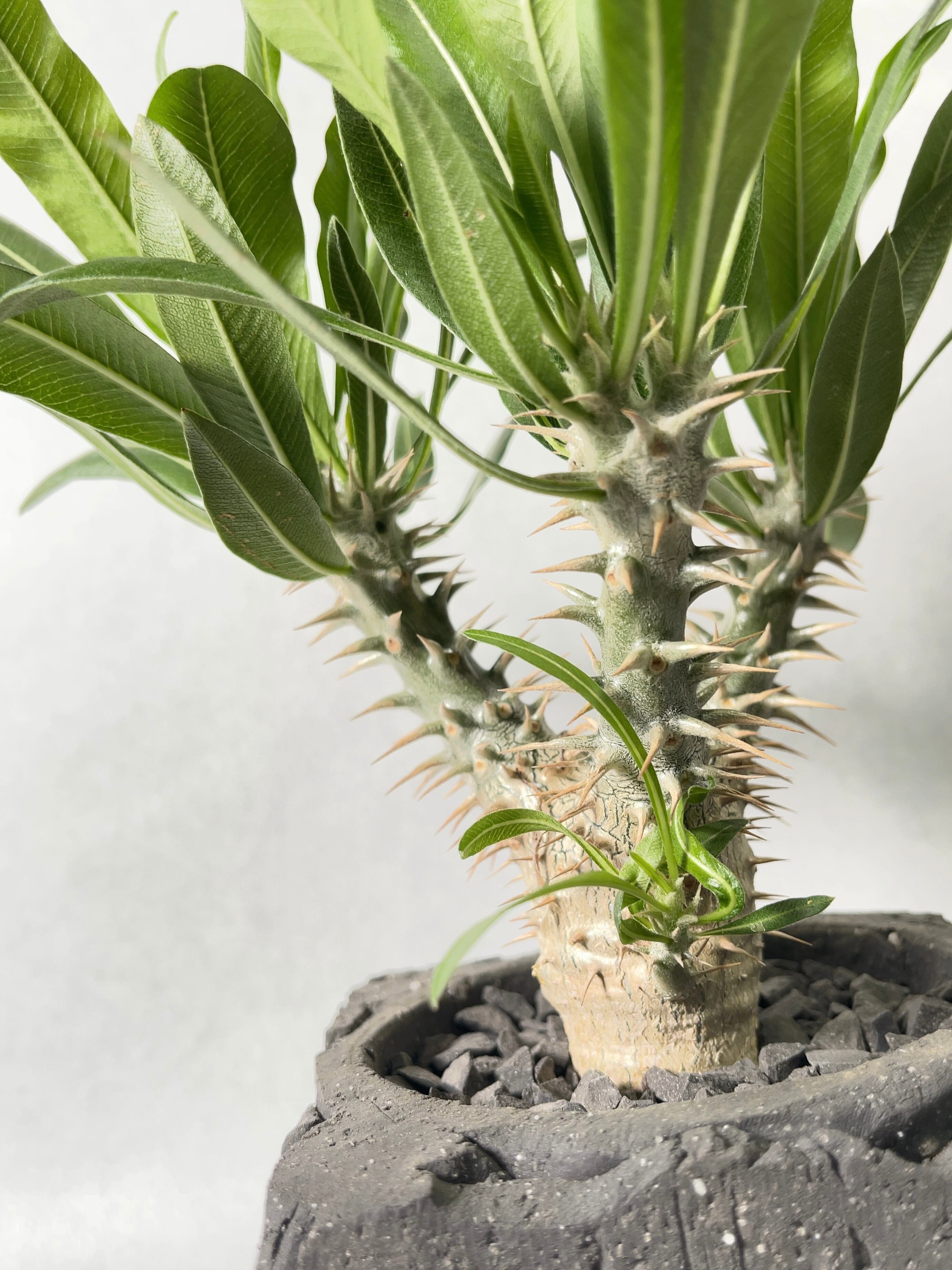 パキポディウム　伊藤ハイブリッド　(鉢付き) パキポディウム 伊藤ハイブリッド | GREEN LUCK