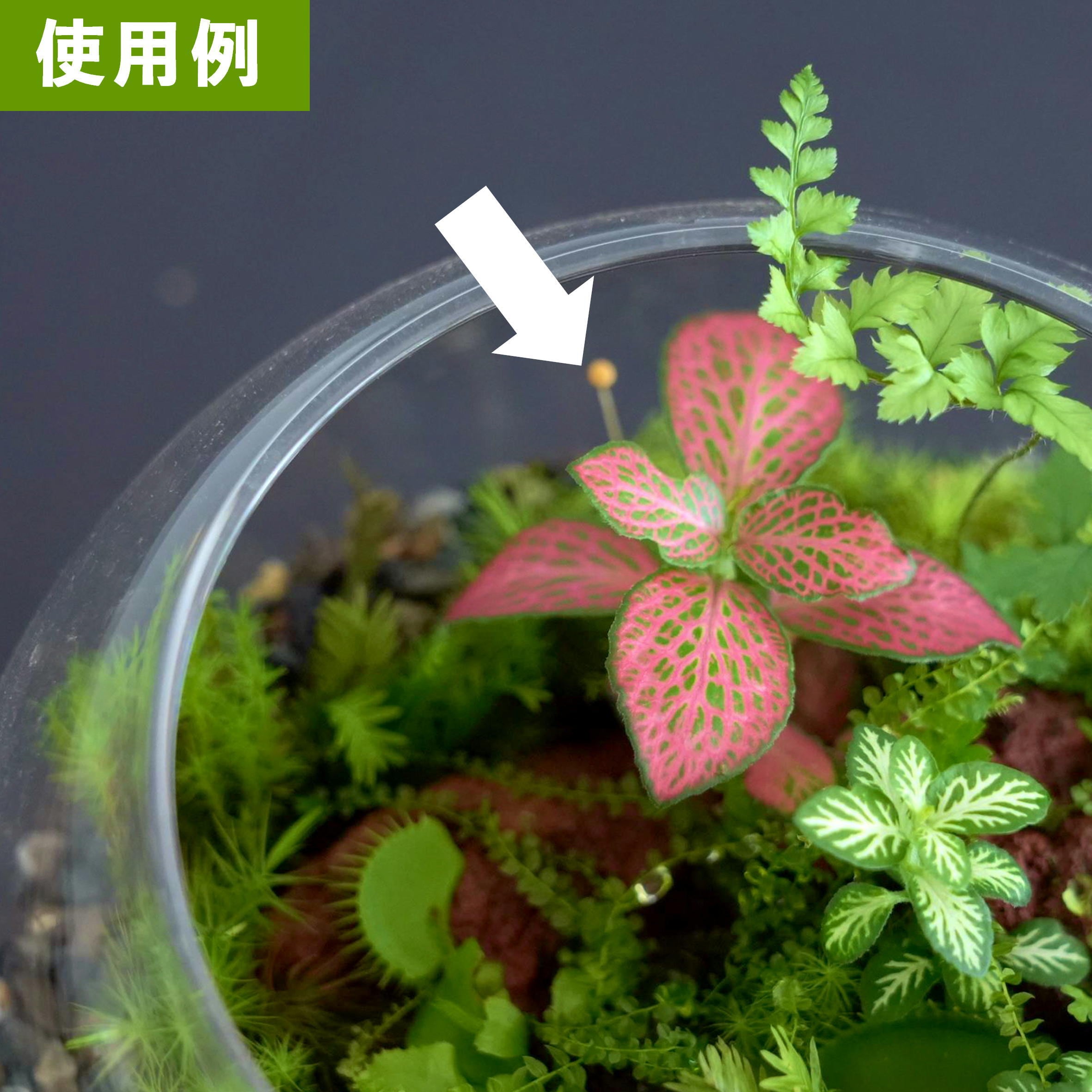 フィットニア 赤系 苔テラリウム作製用素材 | 苔テラリウム専門