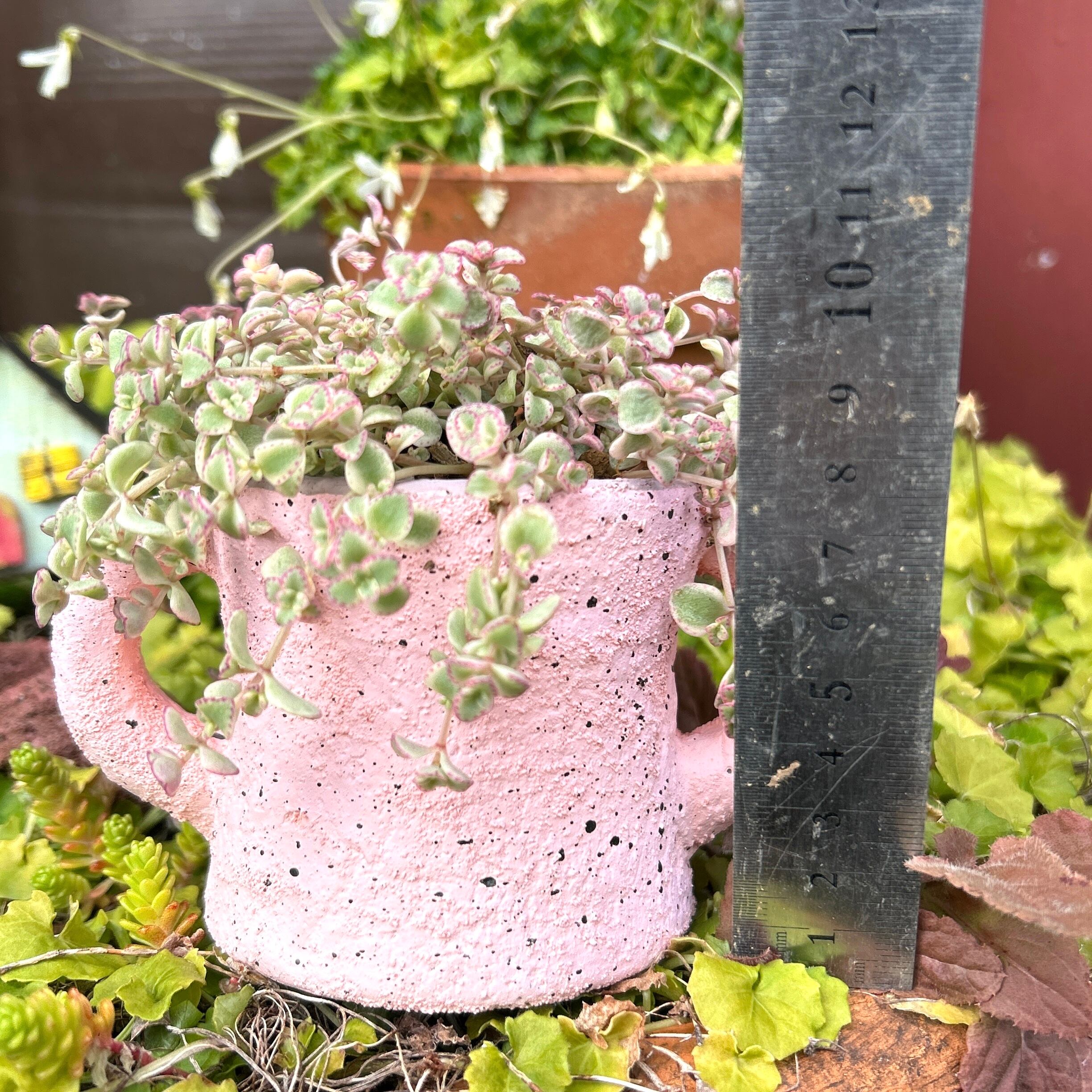 T)ピンクの鉢(リトルミッシー入り | RuPo 多肉植物専門店