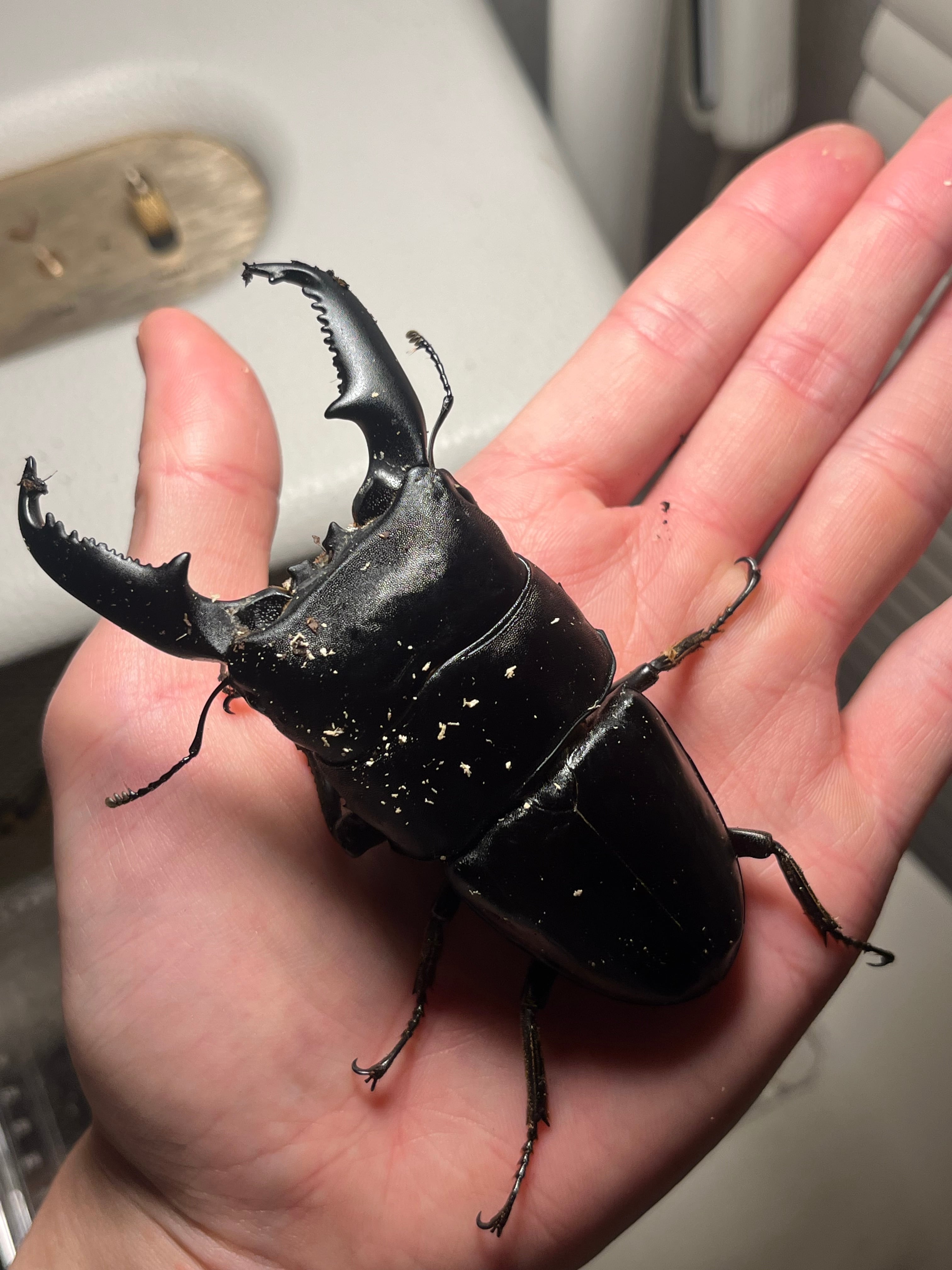 昆虫標本　スマトラ　パラワン キメラ】パラワンオオヒラタクワガタとスマトラオオヒラタのクロス