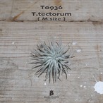 【送料無料】テクトラム M〔エアプランツ〕現品発送T0936