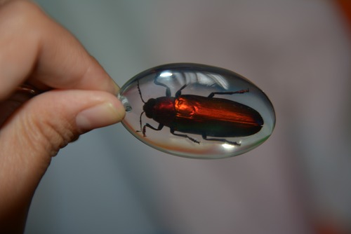 タマムシ オレンジ色 Chrysochroa fulminans キーホルダー