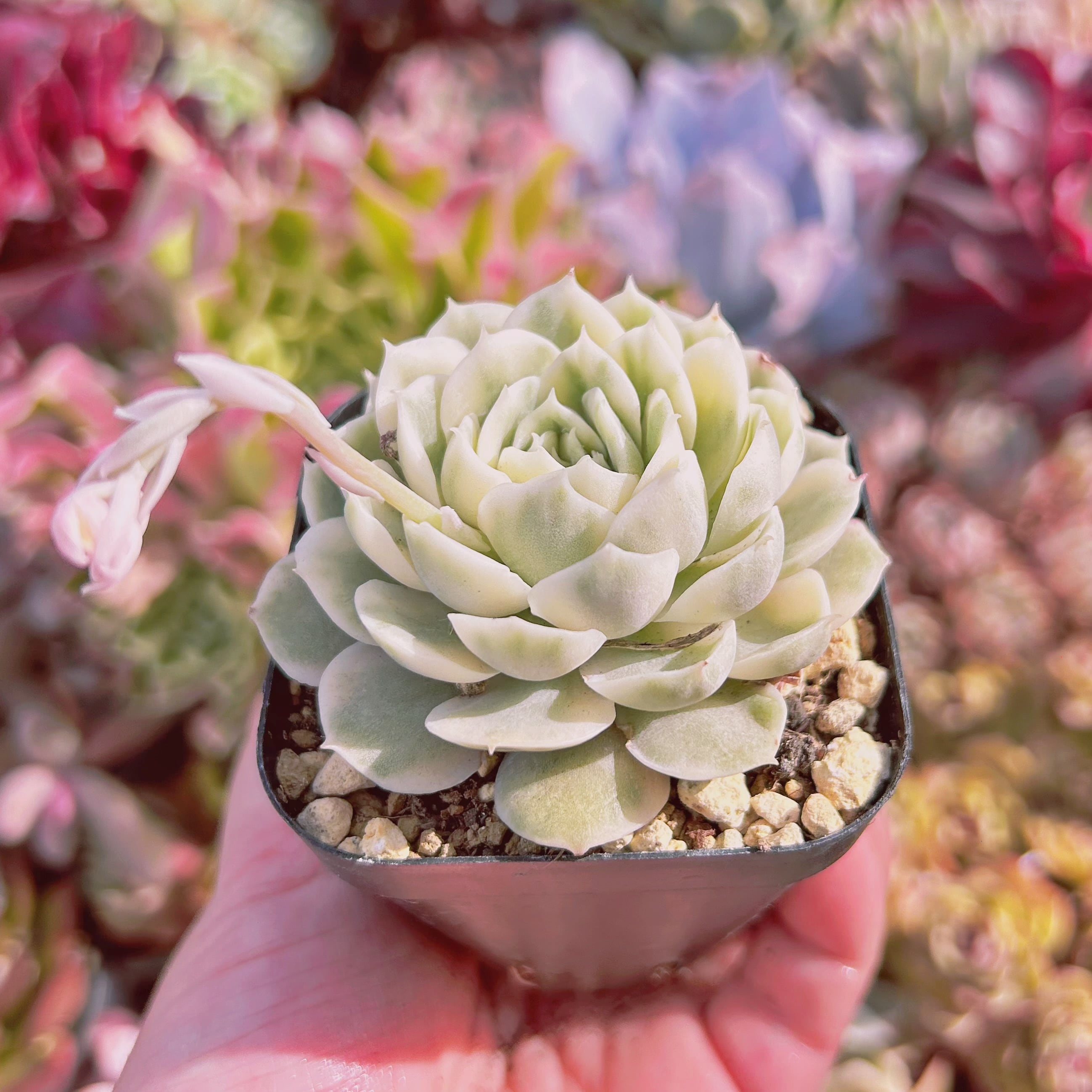 575現物 多肉植物 オンスロー錦 抜き苗 | るる農園~多肉植物専門