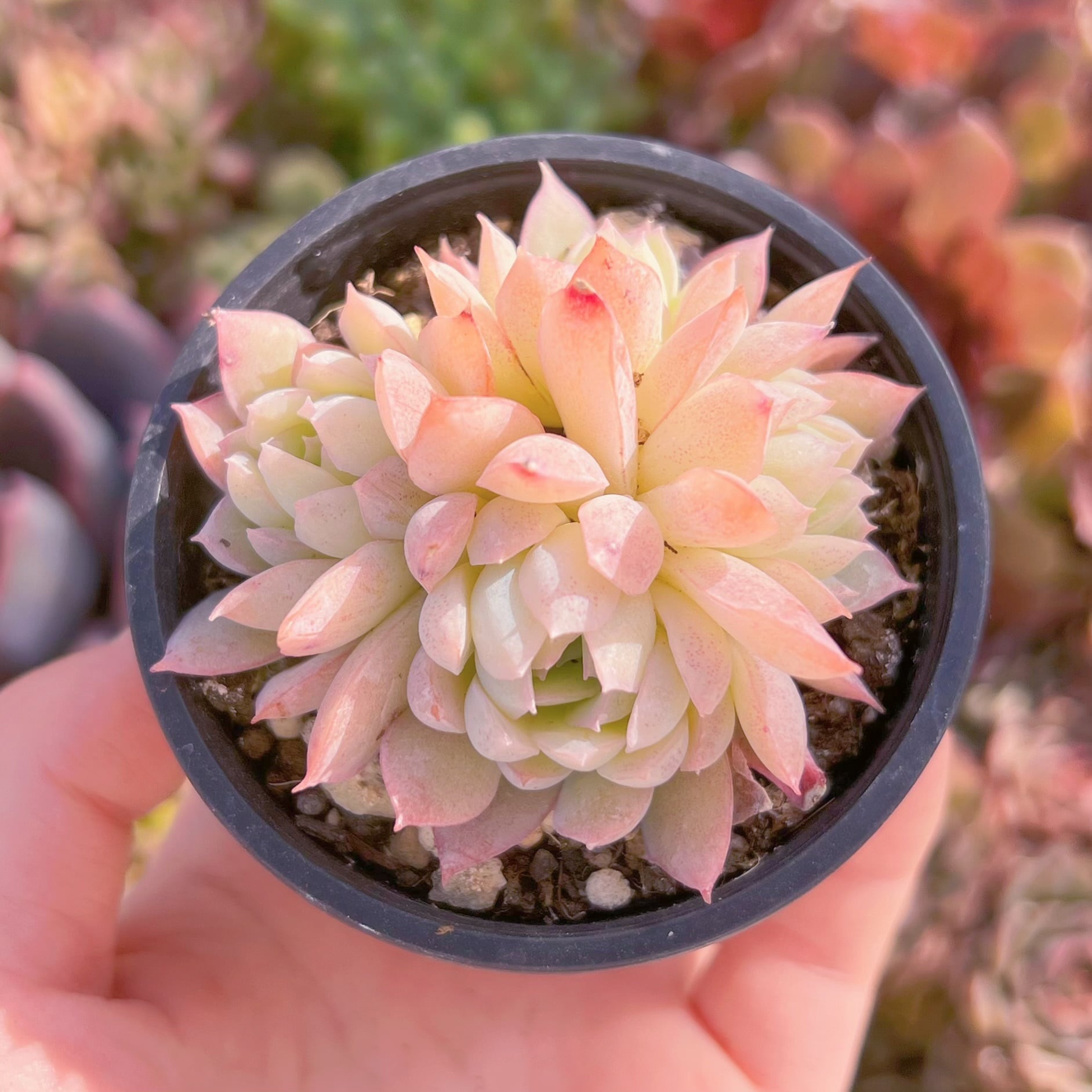 現品　桜雨#585   群生　古株　るる農園