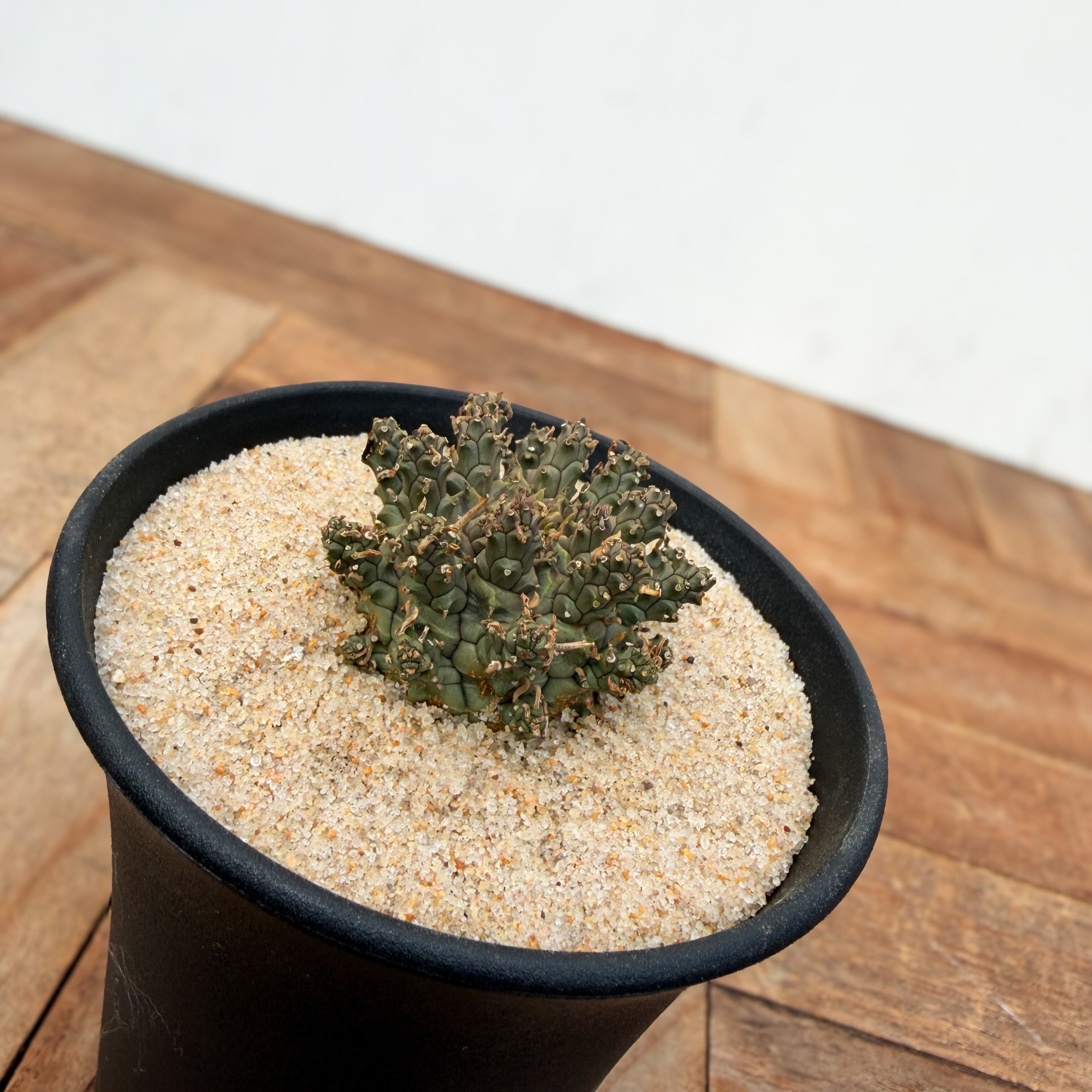 ユーフォルビア　アストロフォラ　実生　鉢ごと発送 Euphorbia astrophora【ユーフォルビア・アストロフォラ】 | RIMO'S