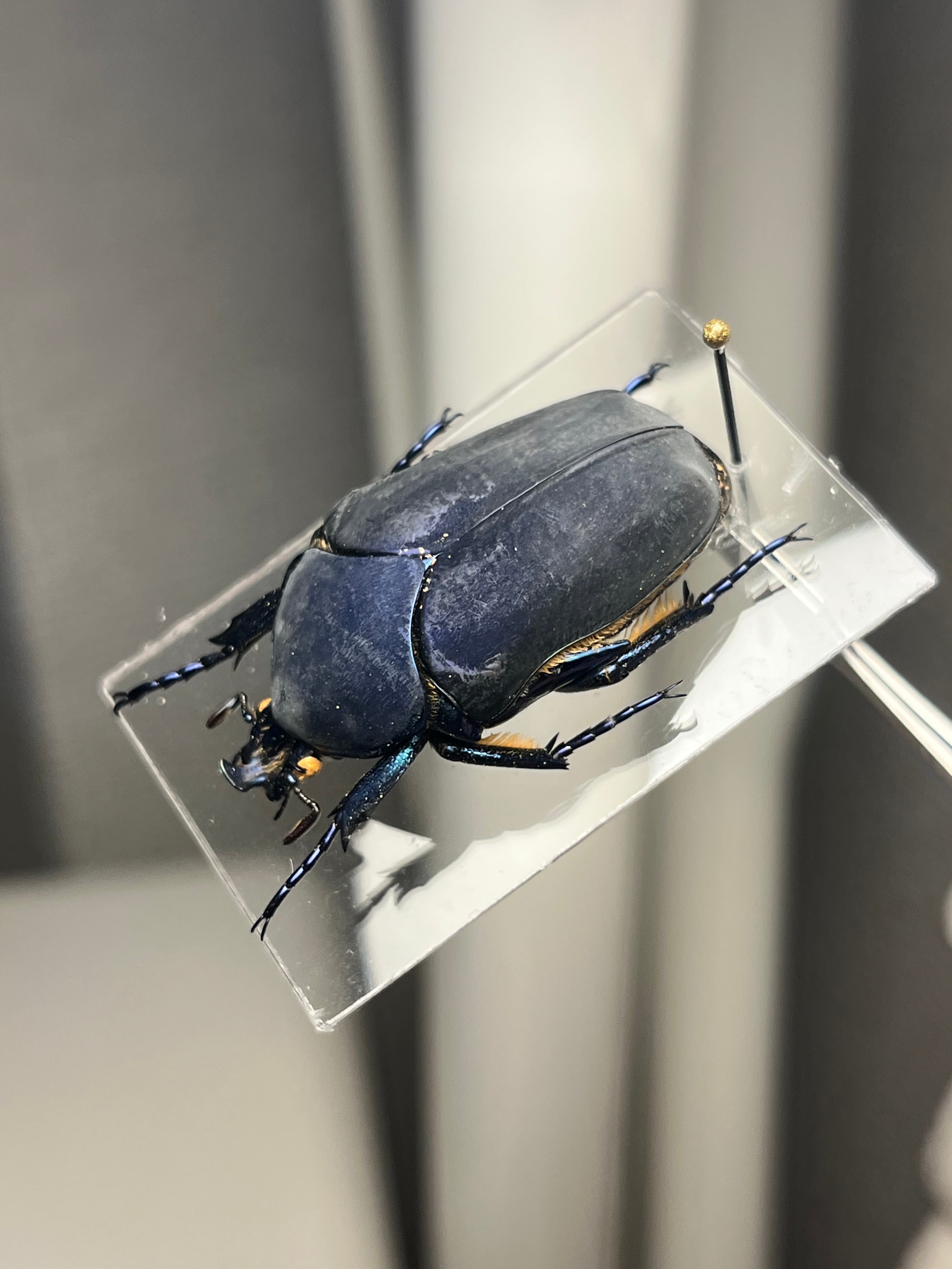 【透明台紙】体裏がメタリックなイバライコツノヒシムネハナムグリ標本プラチナコガネ 透明台紙】体裏がメタリックなイバライコツノヒシムネハナムグリ 標本