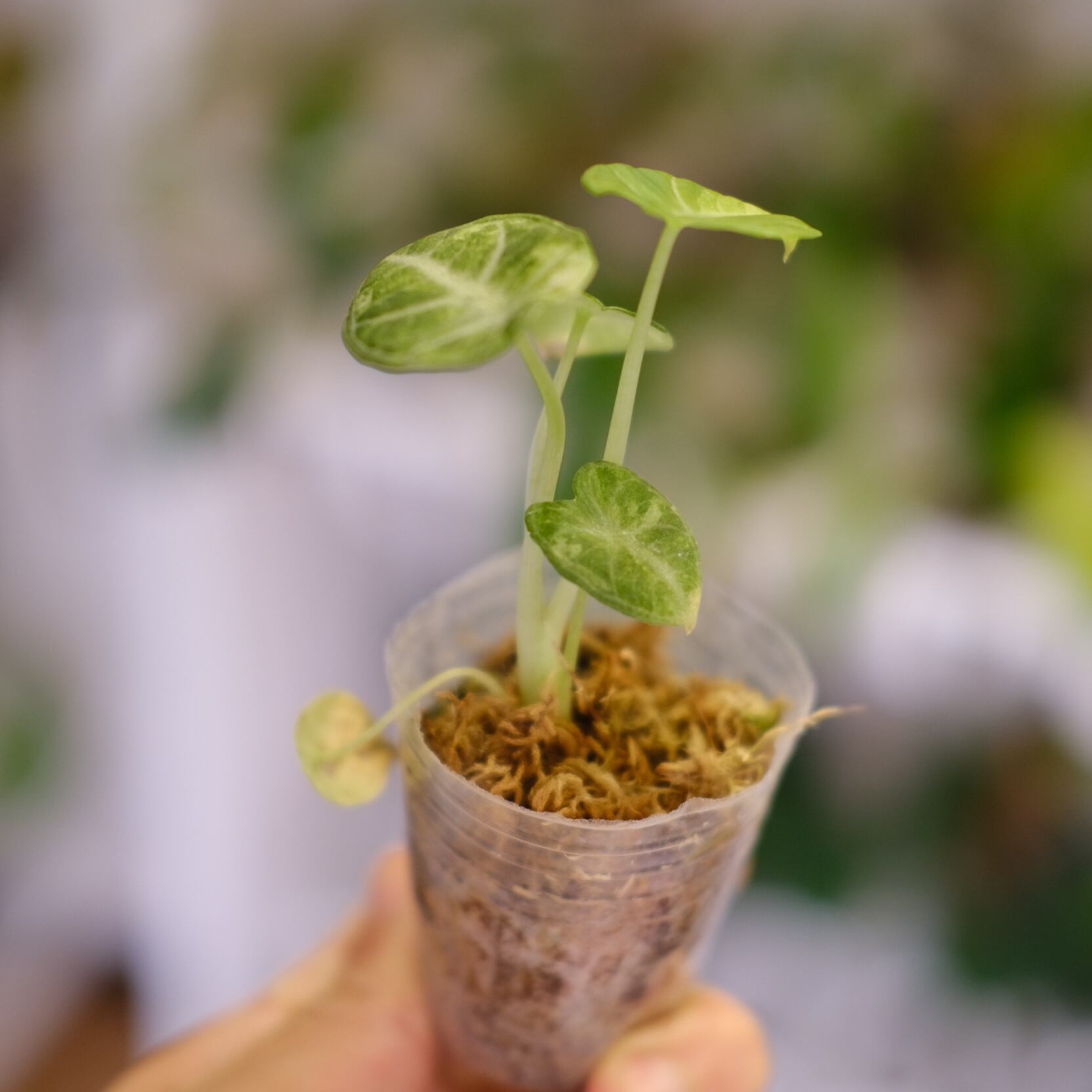 Alocasia Ninja Tricolor / アロカシア ニンジャ 斑入り⑤