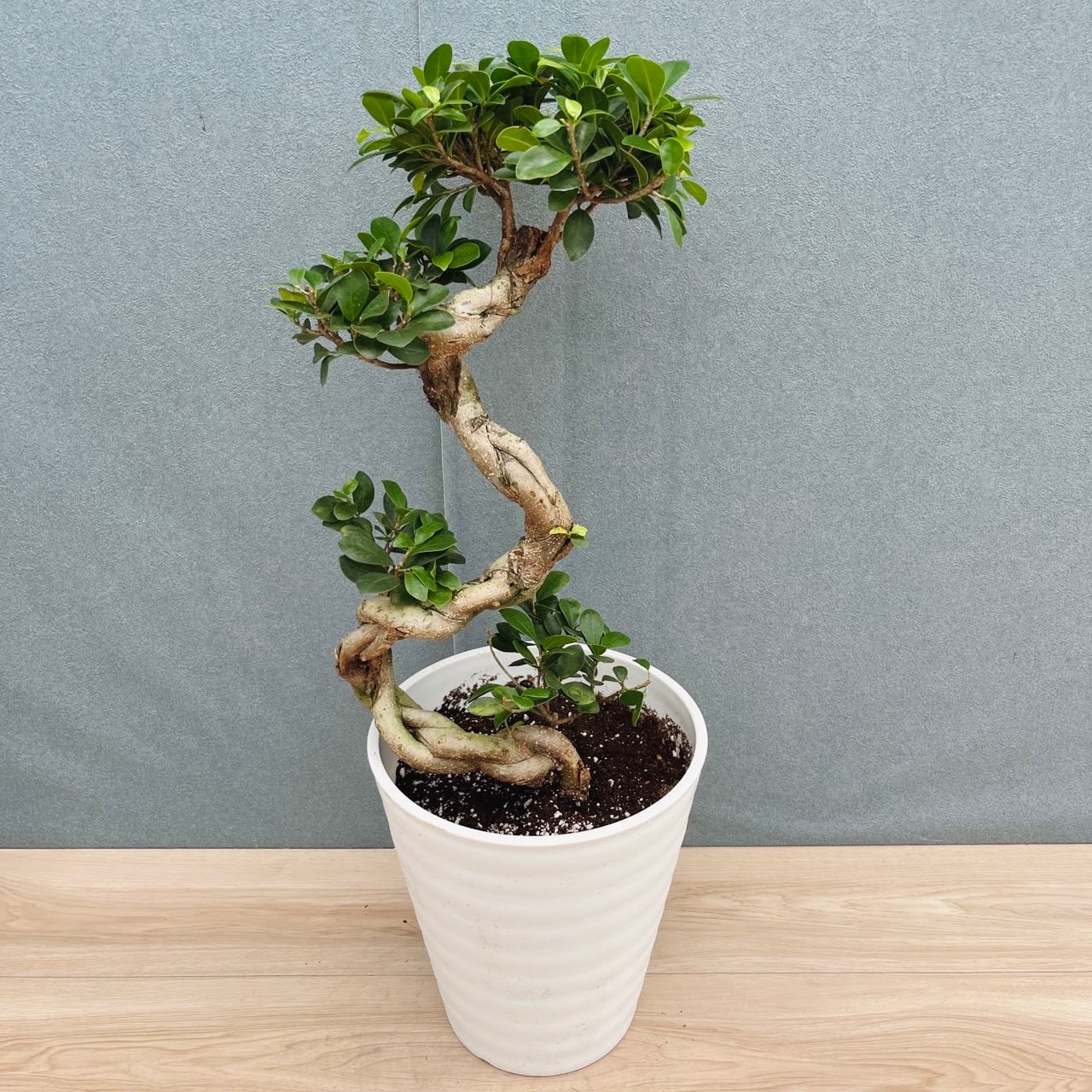 現品］82番 フィカス リラータ バンビーノ 曲がり 8号 観葉植物 室内