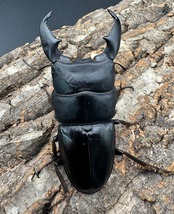 《スマトラオオヒラタ 95mm ペア》