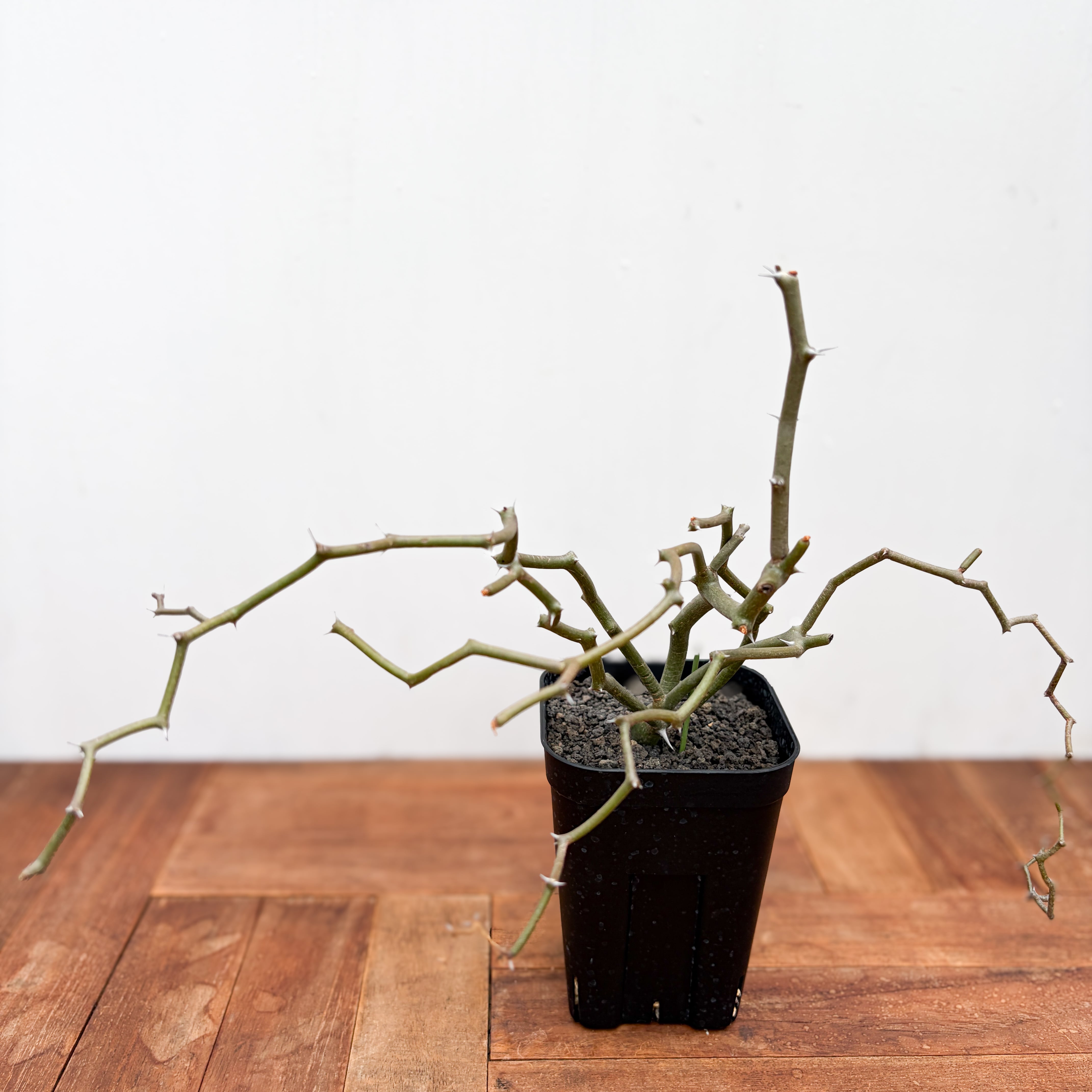 Decarya madagascariensis デカリア マダガスカリエンシス Decarya madagascariensis【デカリヤ・マダガスカリエンシス