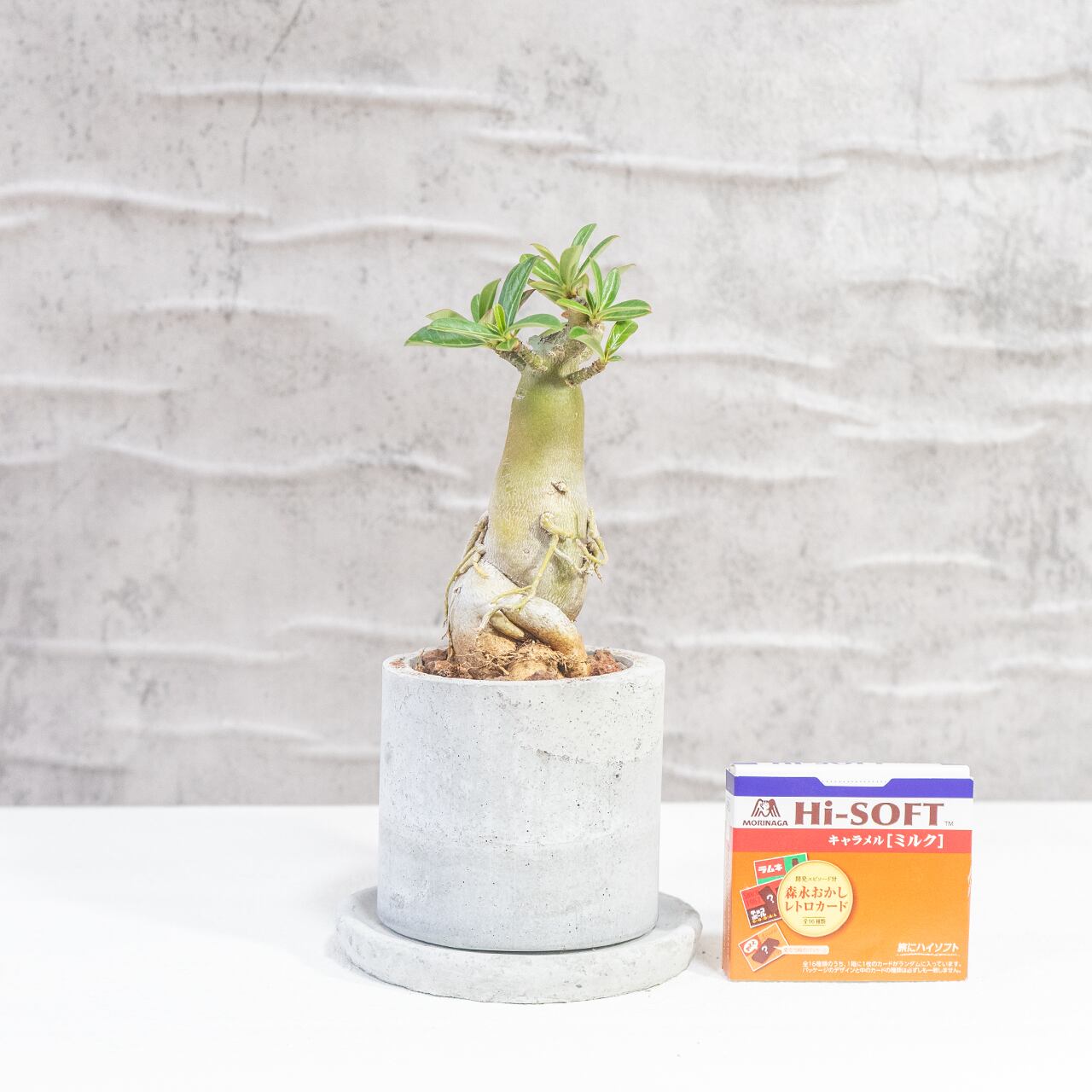 アデニウム・オベスム 幹肌の存在感とやわらかな新芽が映える塊根植物【モルタル鉢】 全国送料一律850円