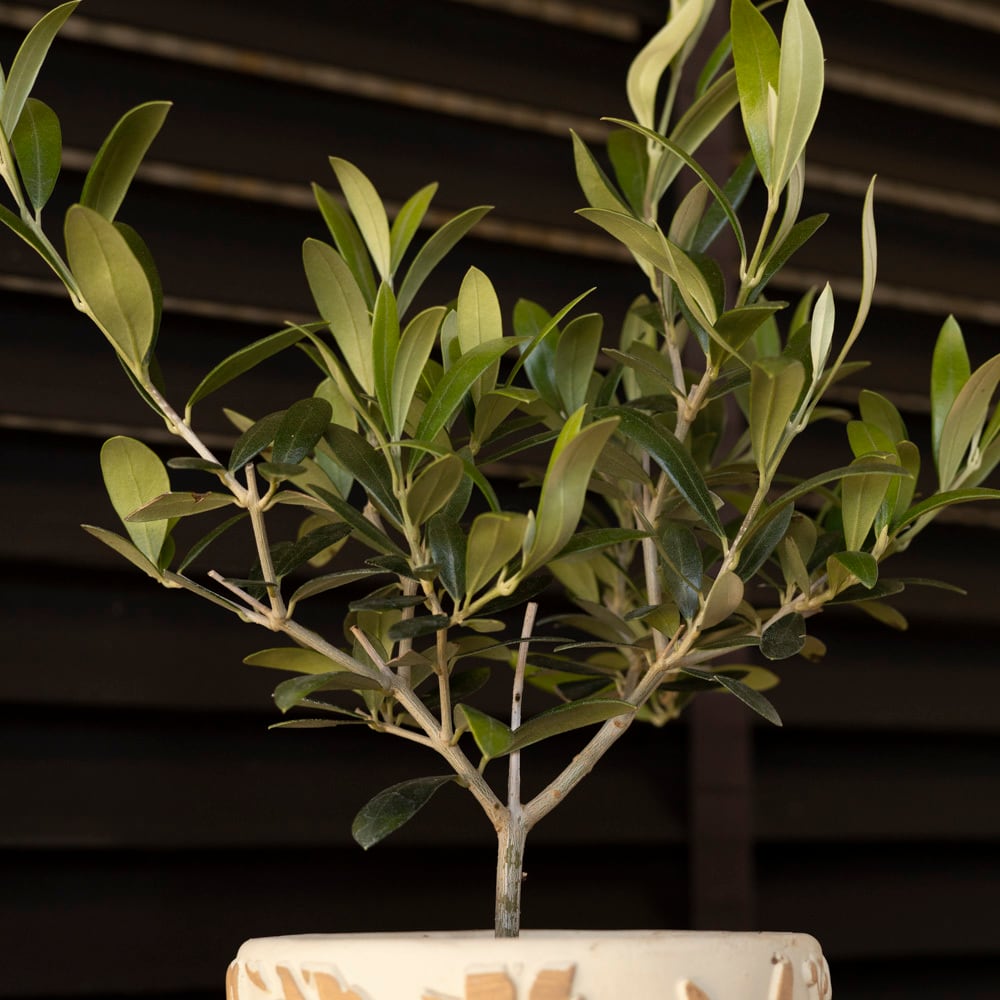 母の日プレゼント♪ Olive オリーブの木 アルベキーナ オリーブ 観葉