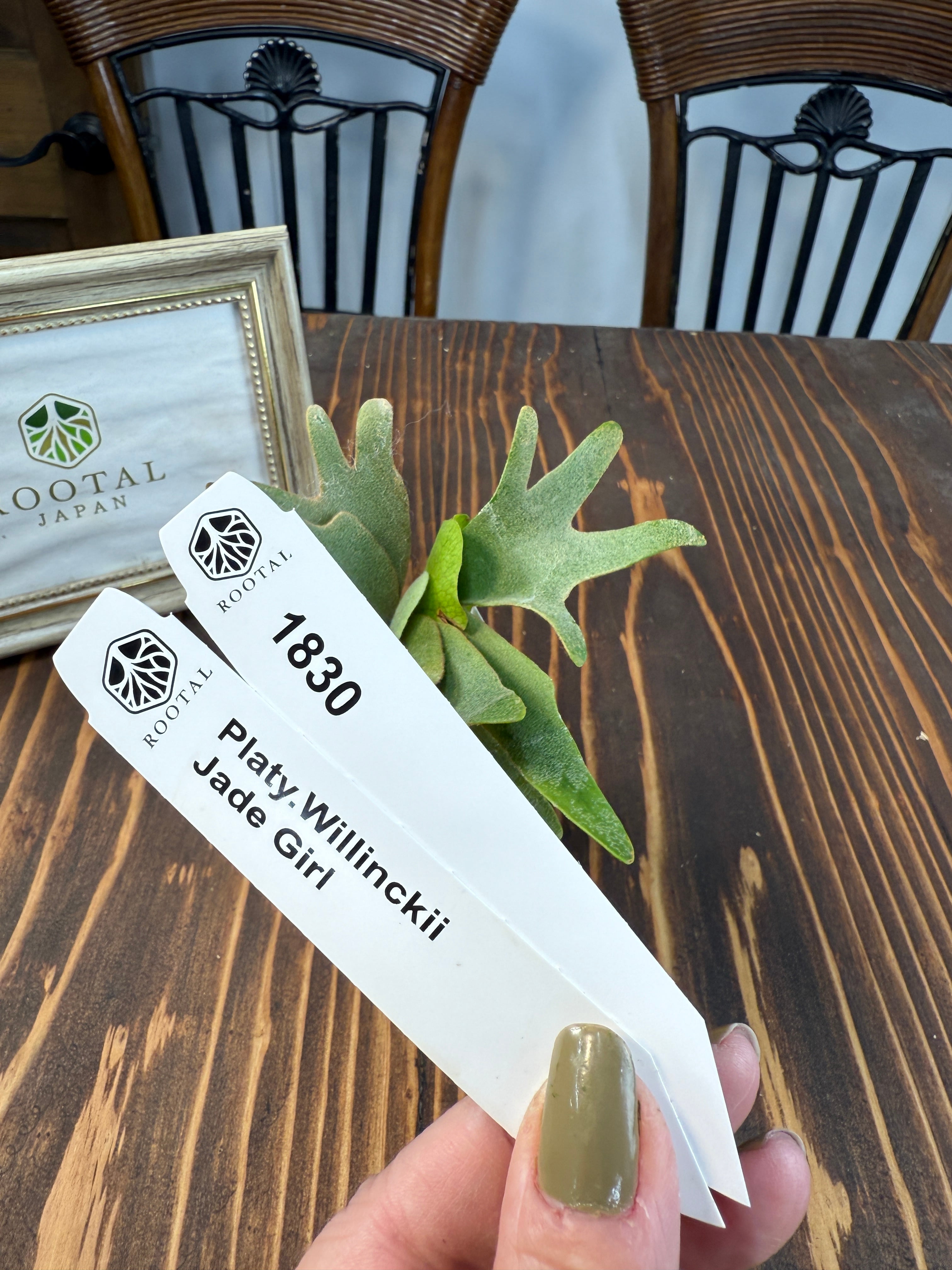 ★1830【未来は緑のプリンセス】 ビカクシダ ジェイドガール (5cm口径ポット)