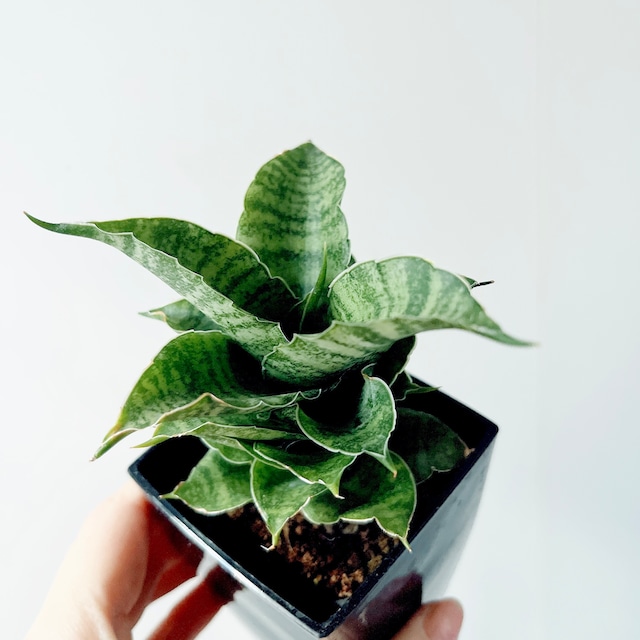 《希少・存在感◎》サンスベリア マハナコーン  3号鉢 小さくても力強い造形美 観葉植物 calm cafe