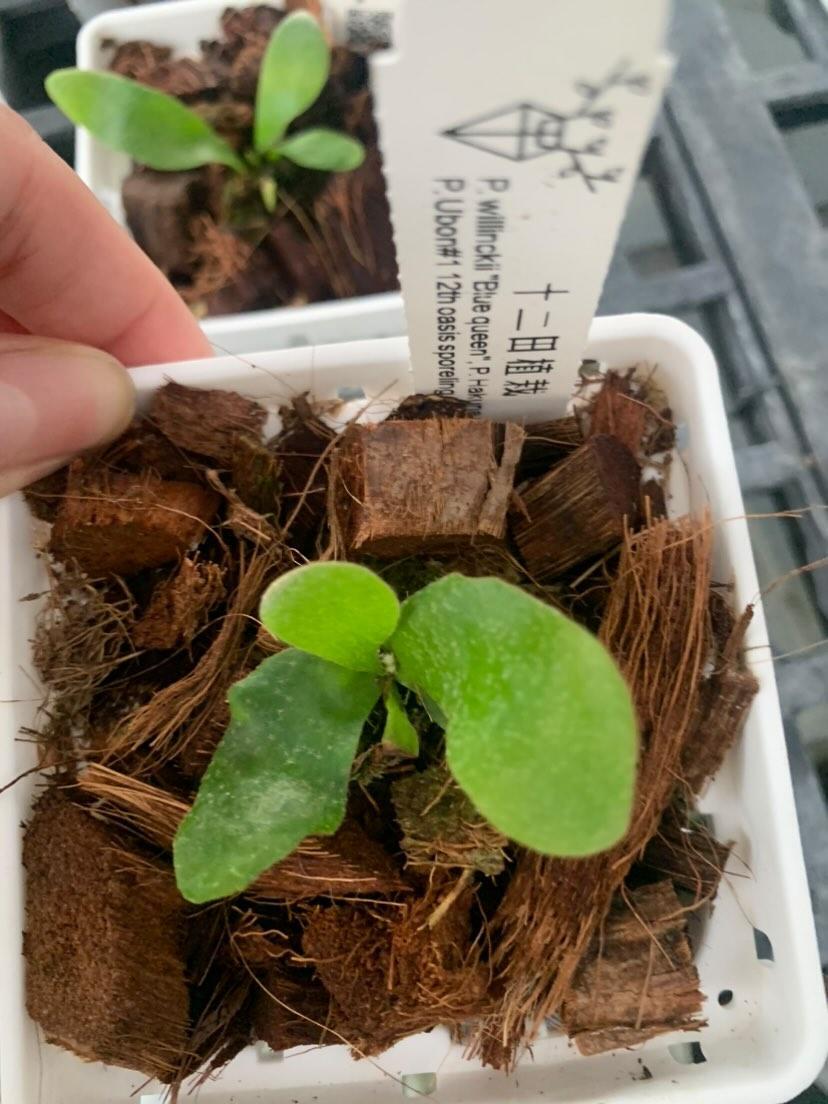 《DM予約受付中》 P.willinckii Blue Queen × P.Hakuna matata × P.Ubon#1【artPLANTs】 ビカクシダ/Platycerium | artPLANTs2020 (アートプランツ) powered by BASE