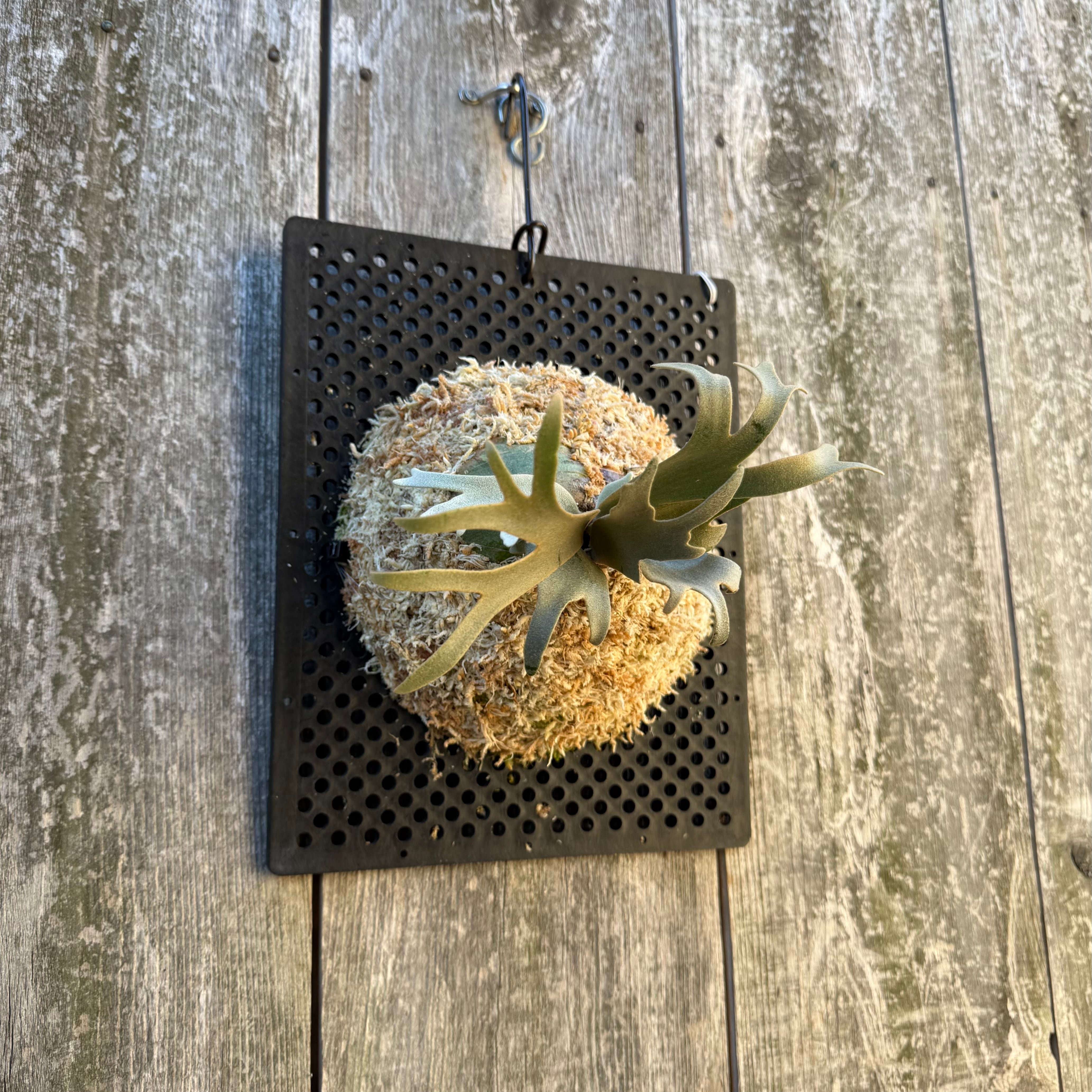 P. willinckii watchara sporelings dwarf (pup) | naturefix