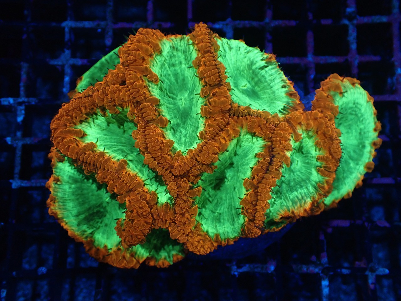 【発色強め】Blastomussa Colony 1