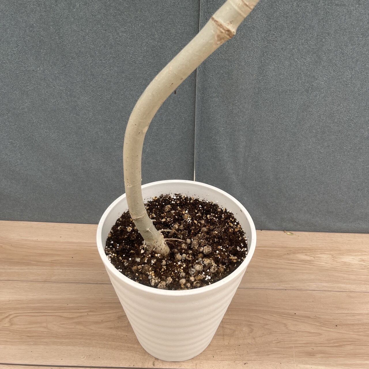 現品］M フィカス ウンベラータ 曲がり 7号 観葉植物 室内 ゴムの木