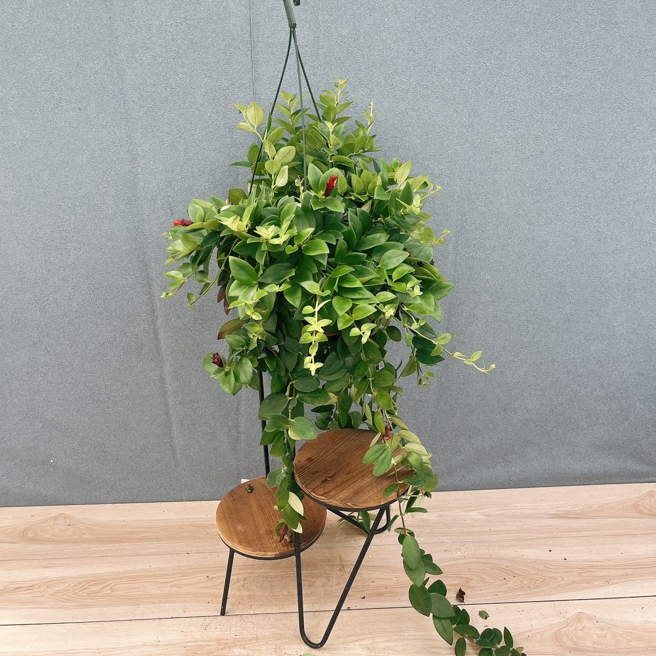 現品］【希少】A31 T ザミオクルカス ザミフォーリア 斑入り 観葉植物