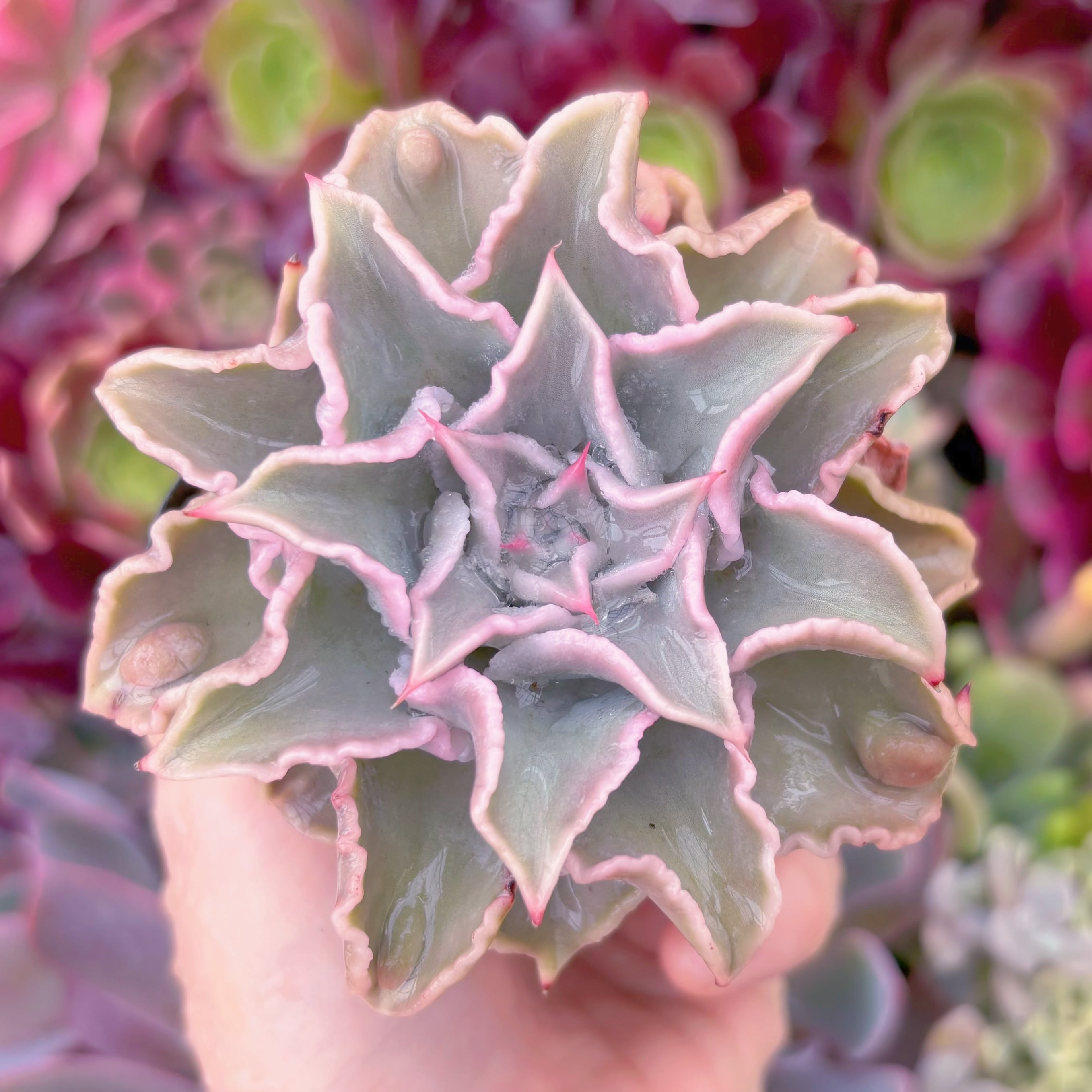 現品　コブマディバ#634　るる農園